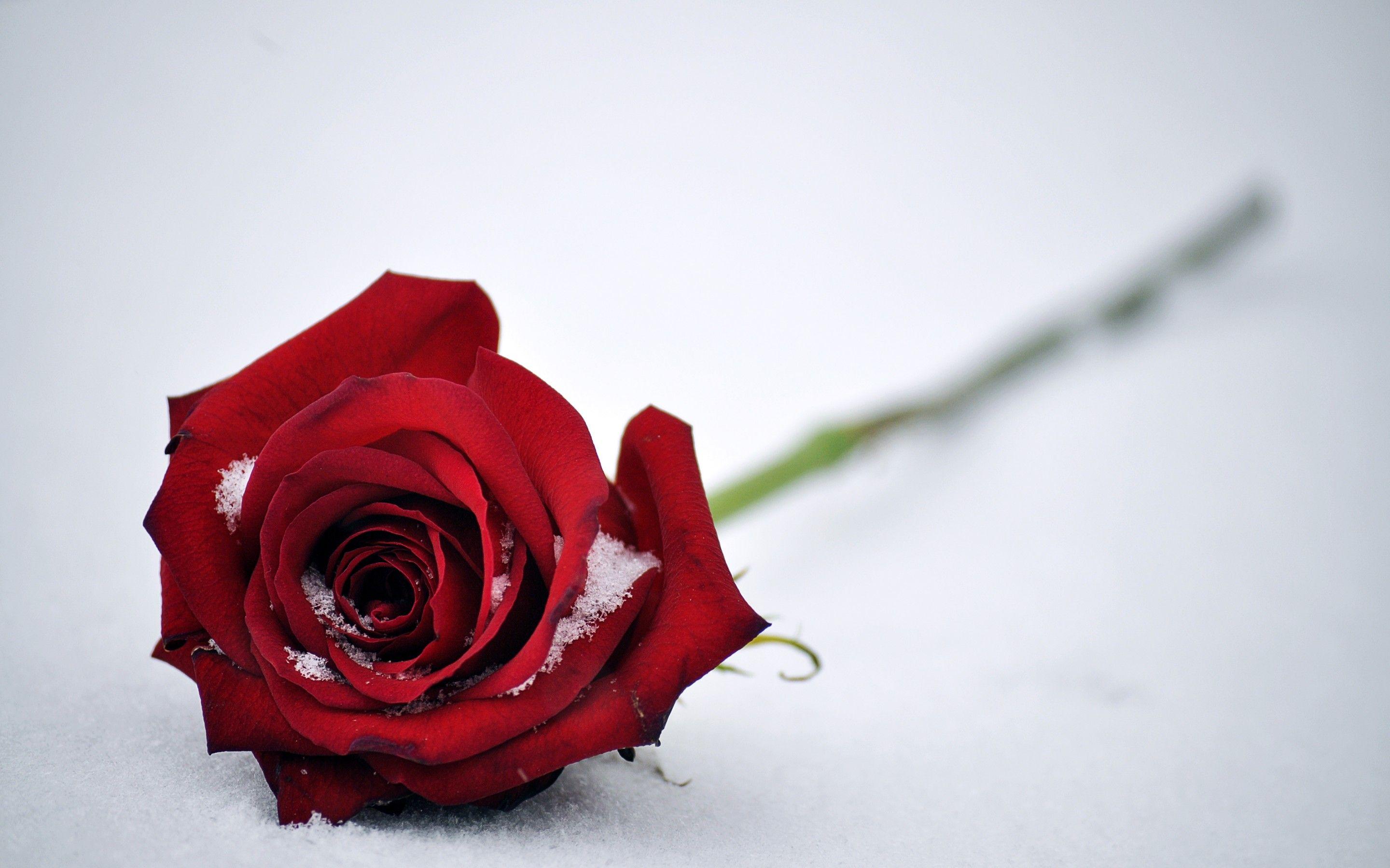 Wallpaper Red Rose, Snow, HD, 4K, Flowers