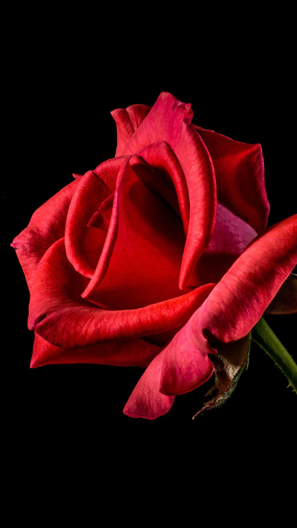 Flower Rose Red Dark Beautiful Best Nature Android wallpaper