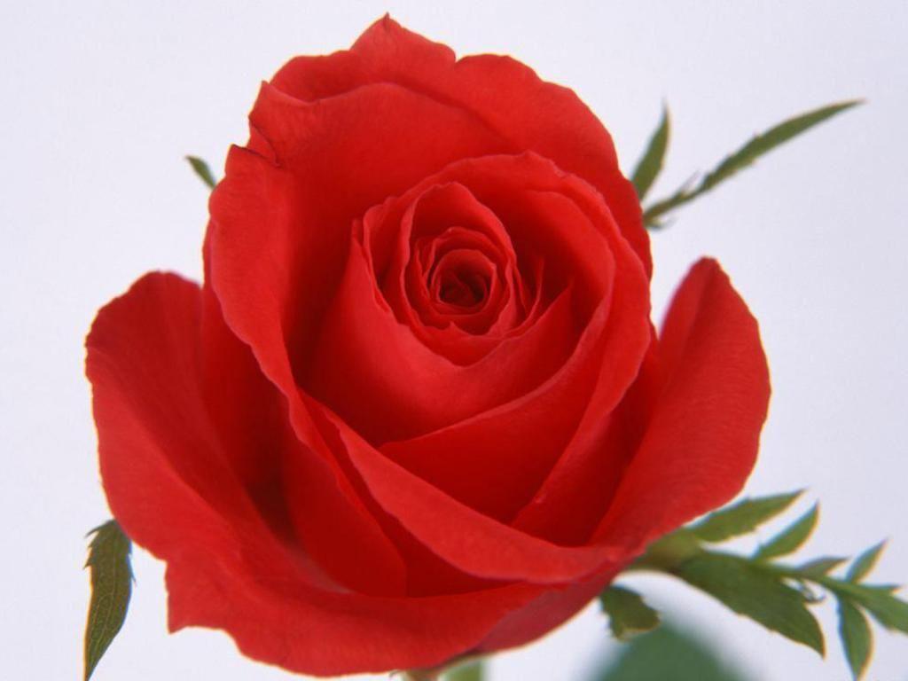 Beautiful Rose Flowers Wallpaper Red Roses, Most Popular Rose, Rose