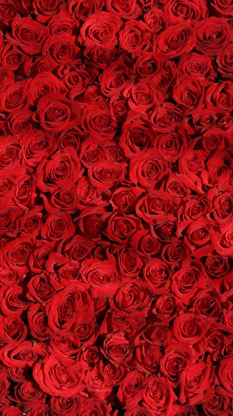 iPhone 8 wallpaper. rose red pattern flower