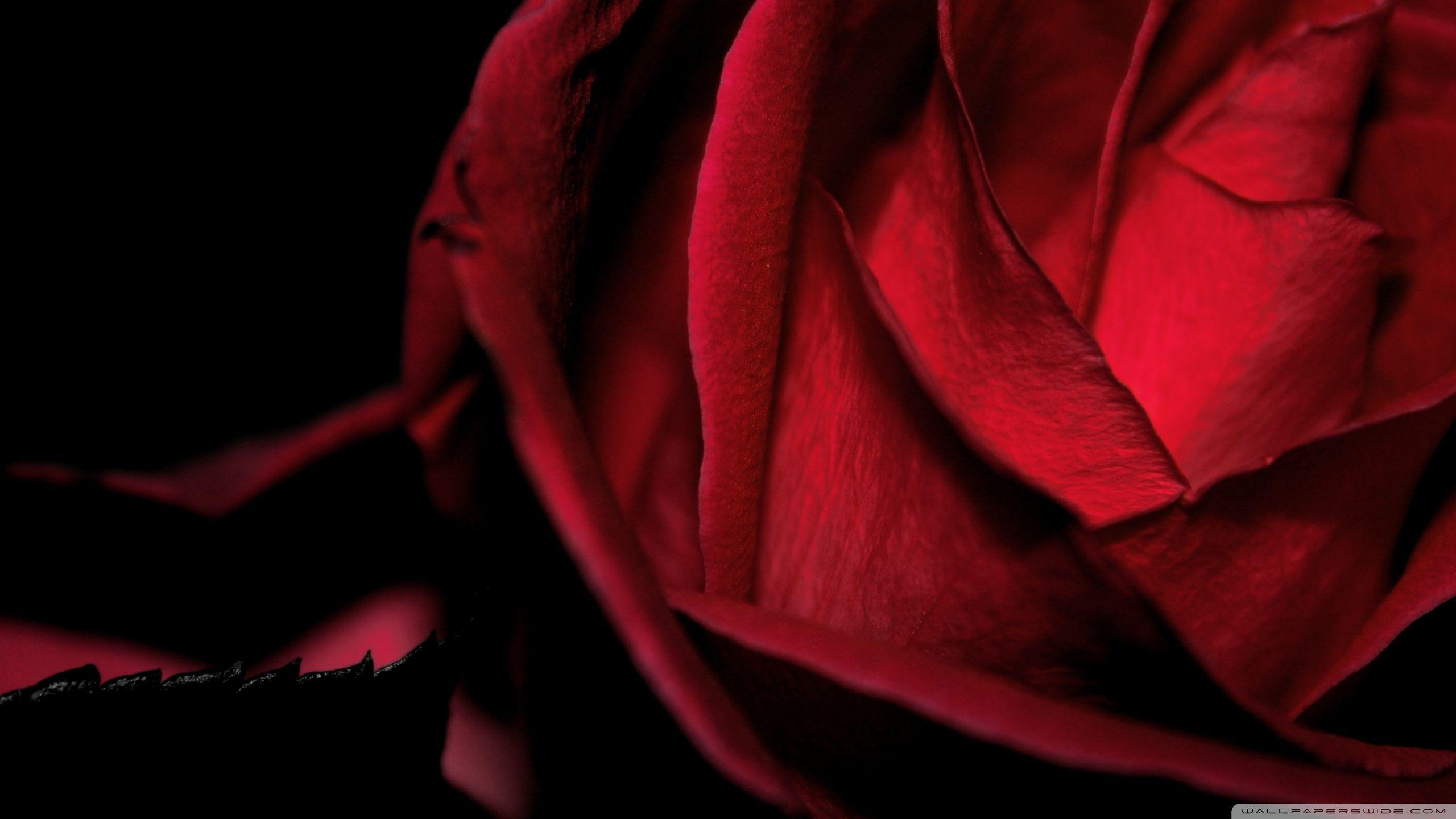 Dark Romantic Red Rose ❤ 4K HD Desktop Wallpaper for 4K Ultra HD TV