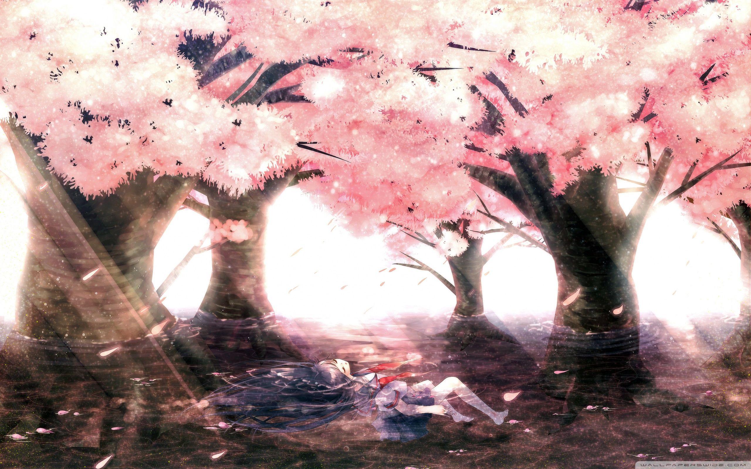Cherry Tree Blossoms Ultra HD Desktop Background Wallpaper for 4K UHD TV, Tablet