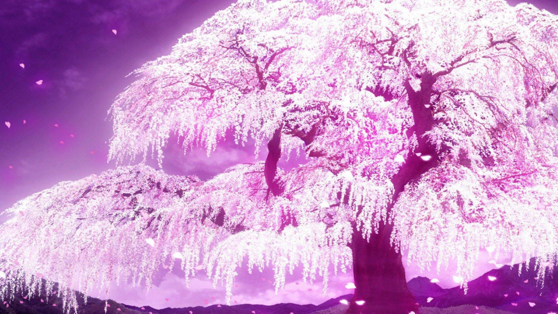 Cherry Blossom Wallpapers Anime - Wallpaper Cave