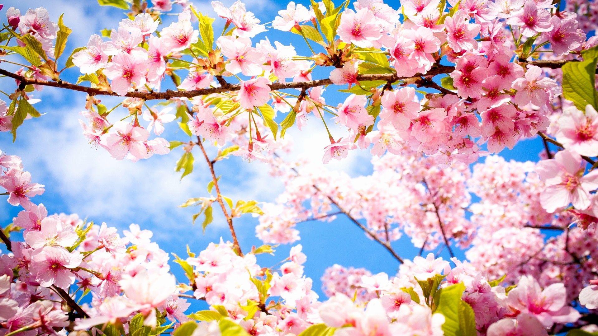Elegant Cherry Blossom Wallpaper Picture Wallpaper