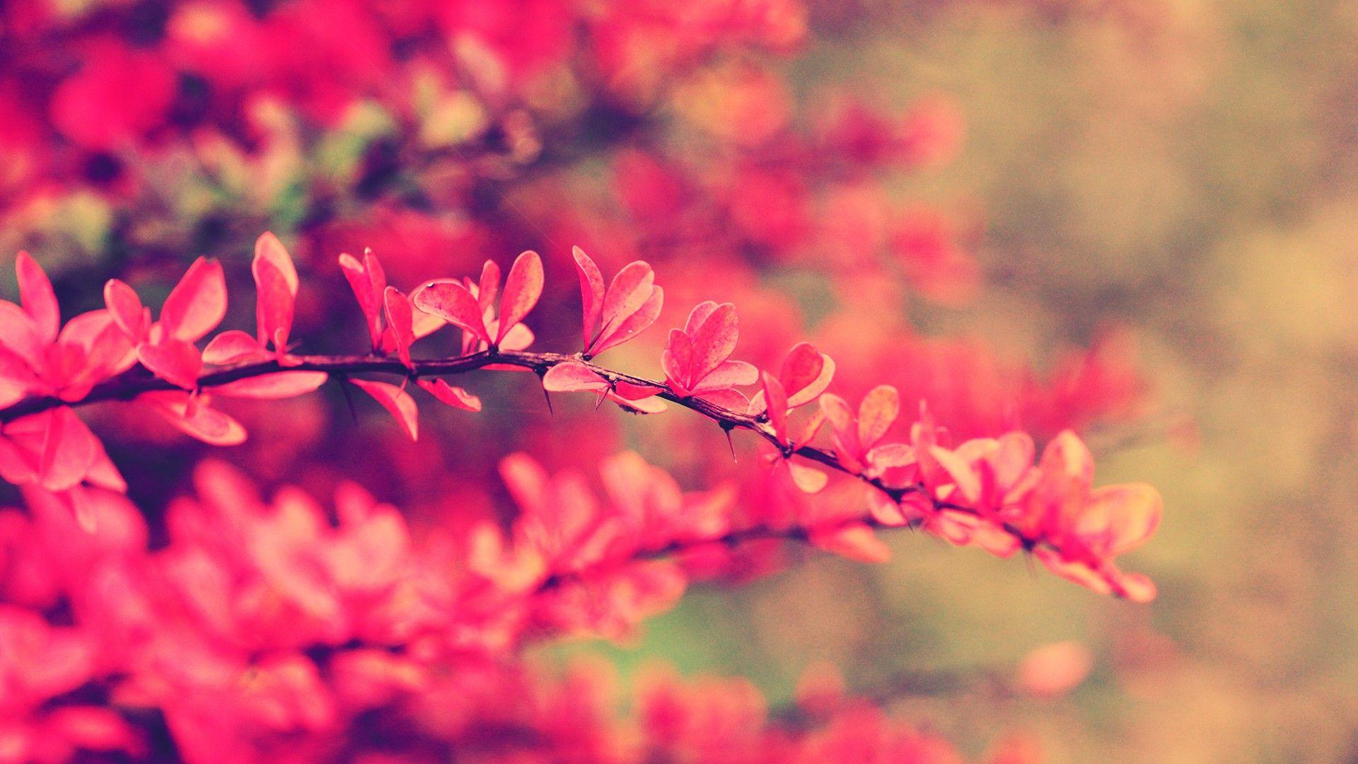 Pink Flower Wallpaper. HD Desktop Background