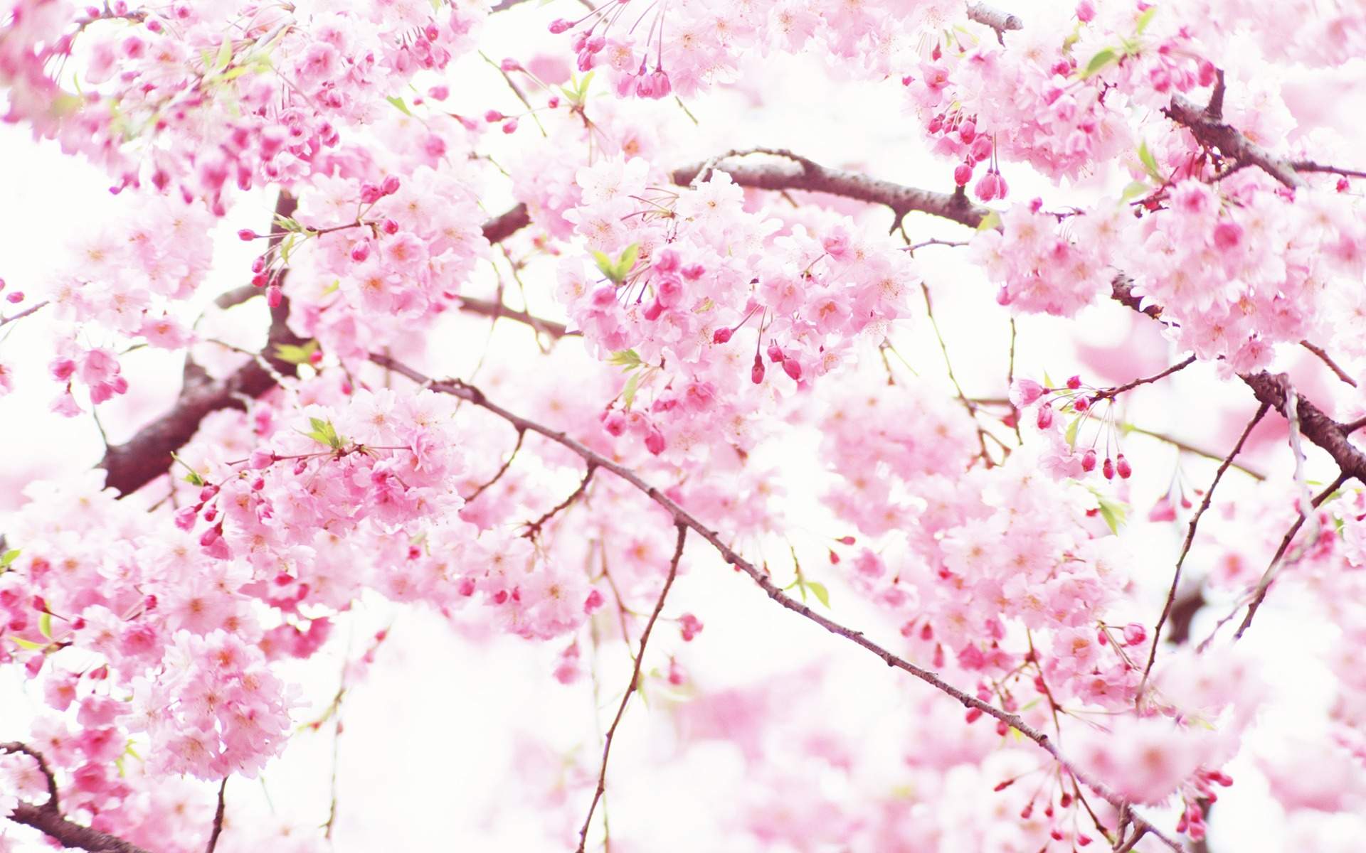 White Pink Flowers Wallpaper. HD Desktop Background