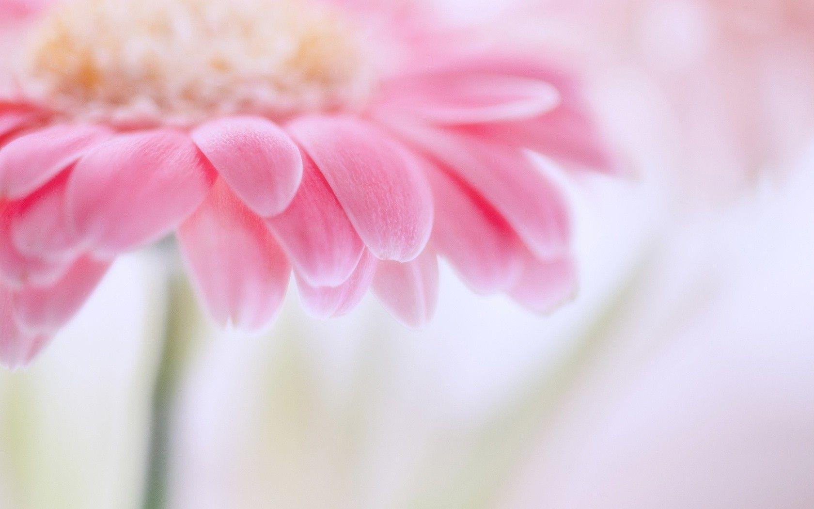 Free Pink Flower Wallpaper Picture