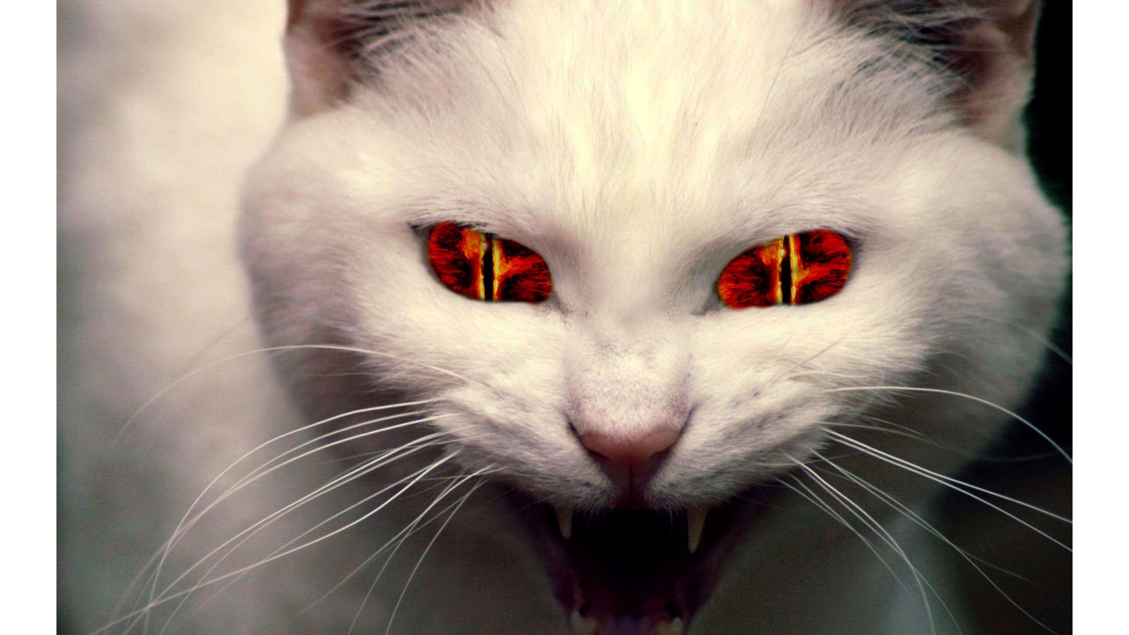 Devil Cat 4K Wallpaper. Free 4K Wallpaper