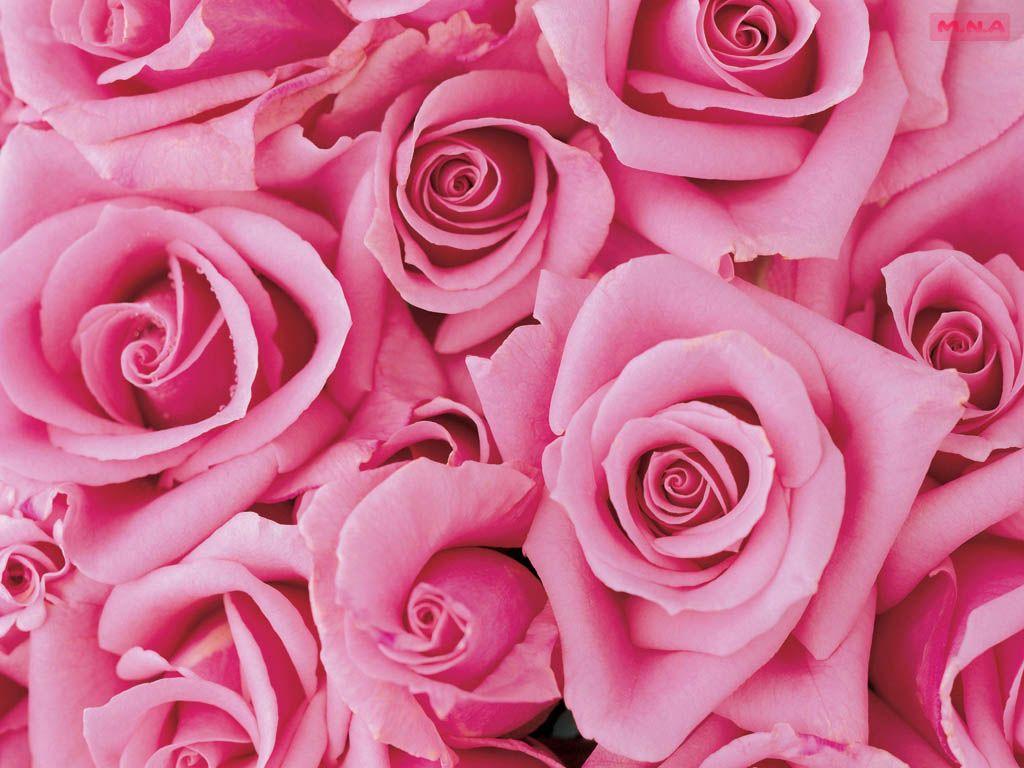 Most Rose Flower Bouquet Wallpaper HD Image Desktop Pink Flowers