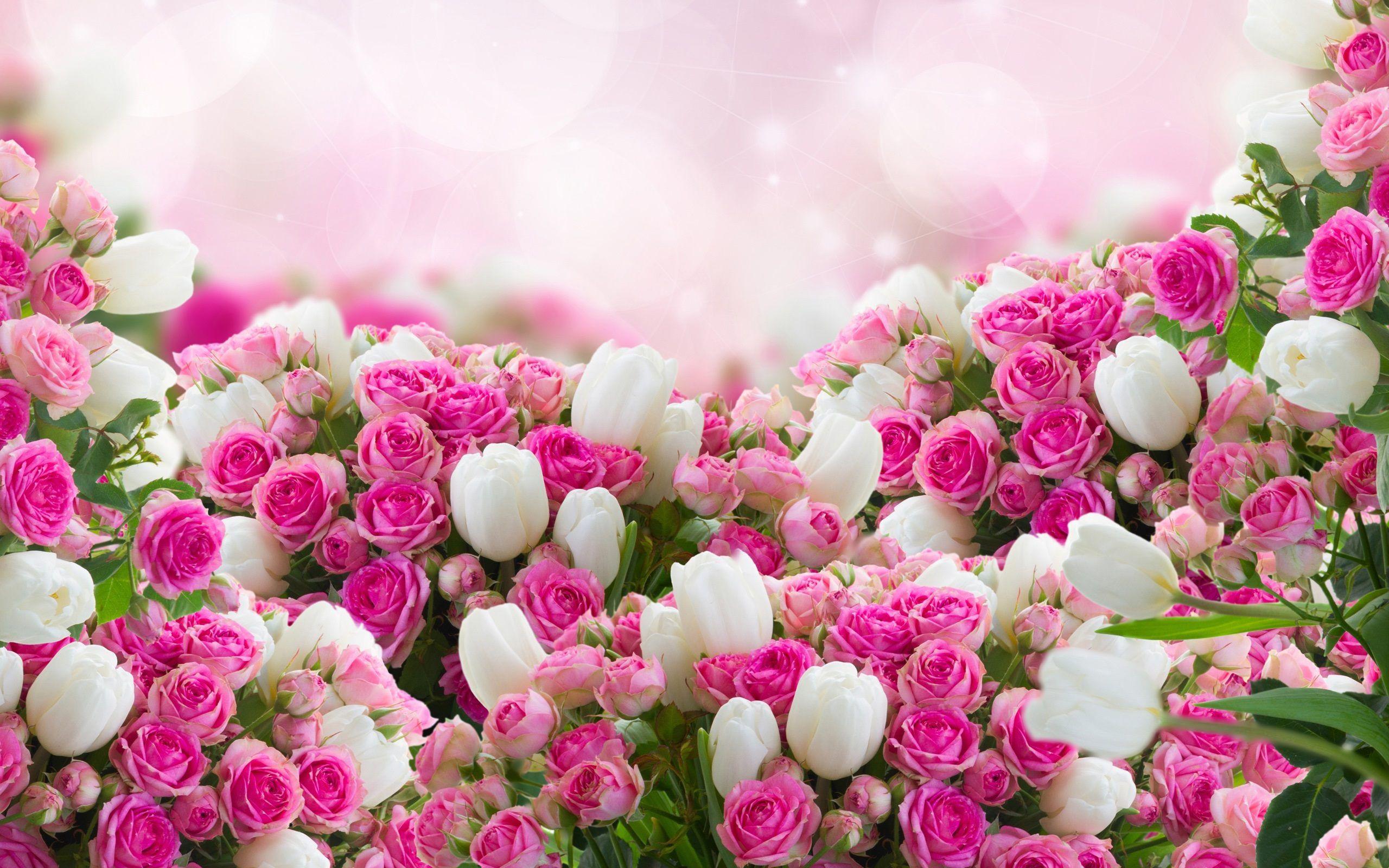 white and pink flower wallpaper pink and white rose flower wallpaper