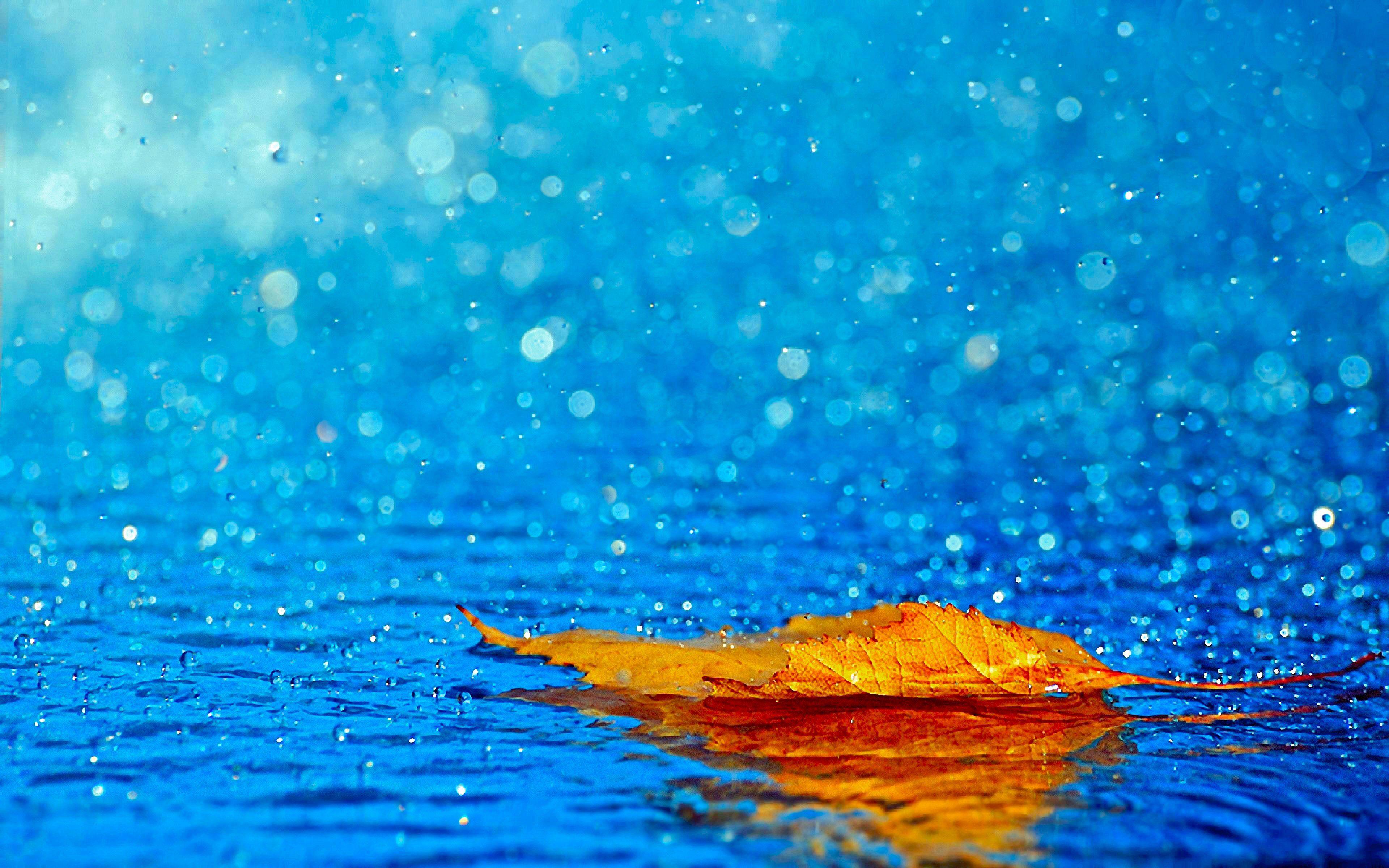 Rain HD Wallpaper and Background Image