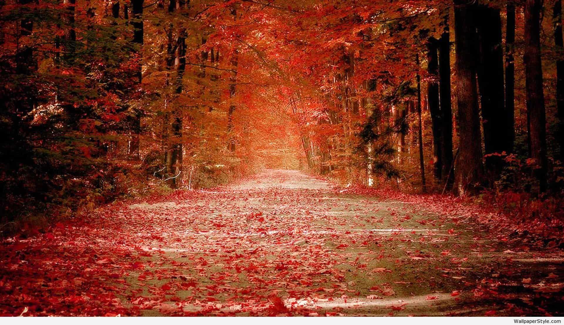 Fall Nature Background /fall Nature