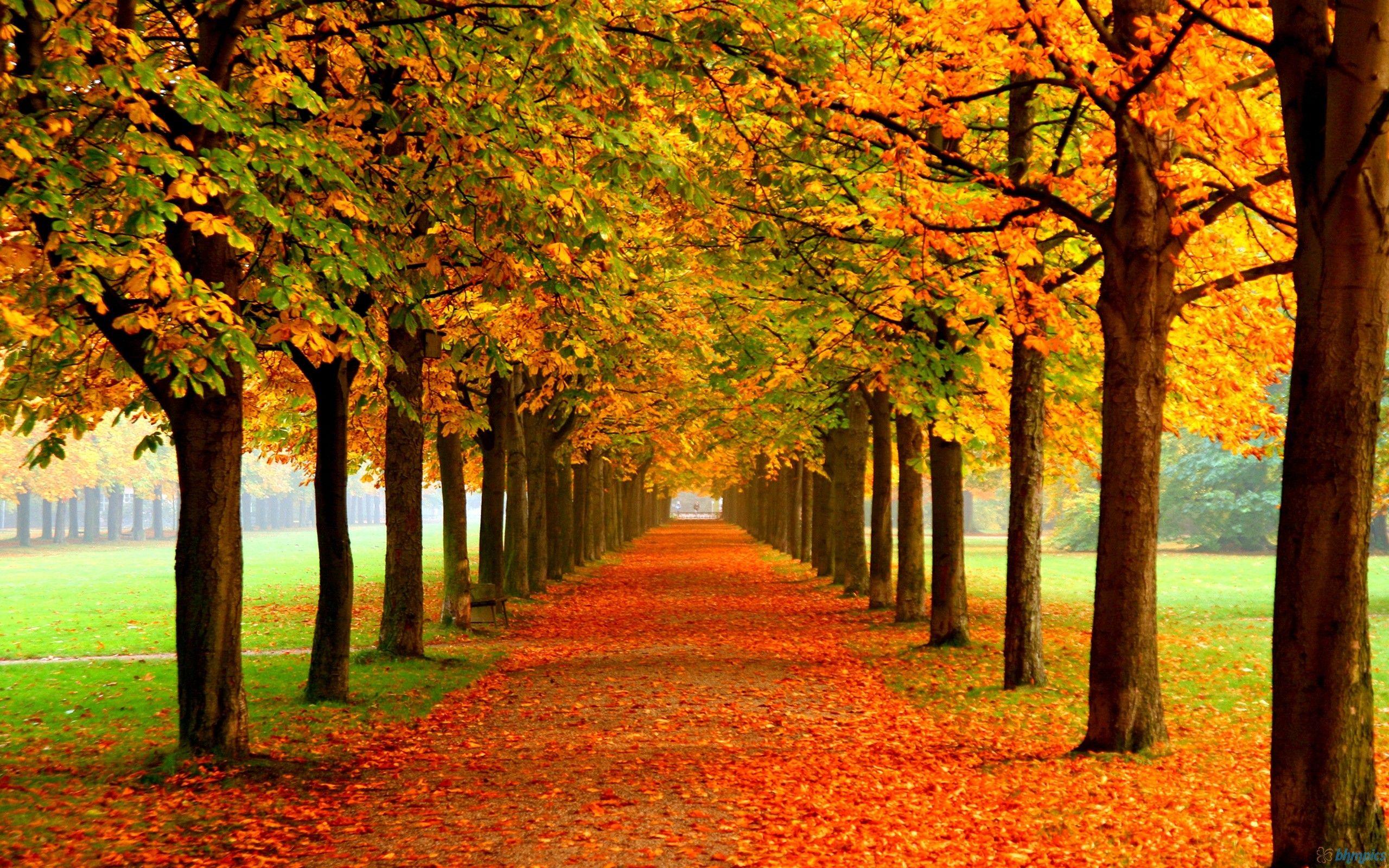 Forests: Park Autumn Leaves Static Red Orange Road Trees Fall Nature