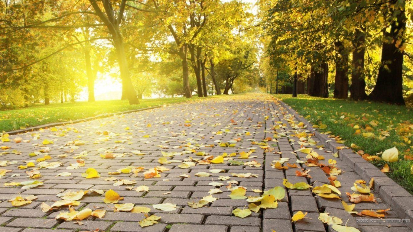 Forests: Road Autumn Leaves Nature Trees Fall Splendor Green Forest