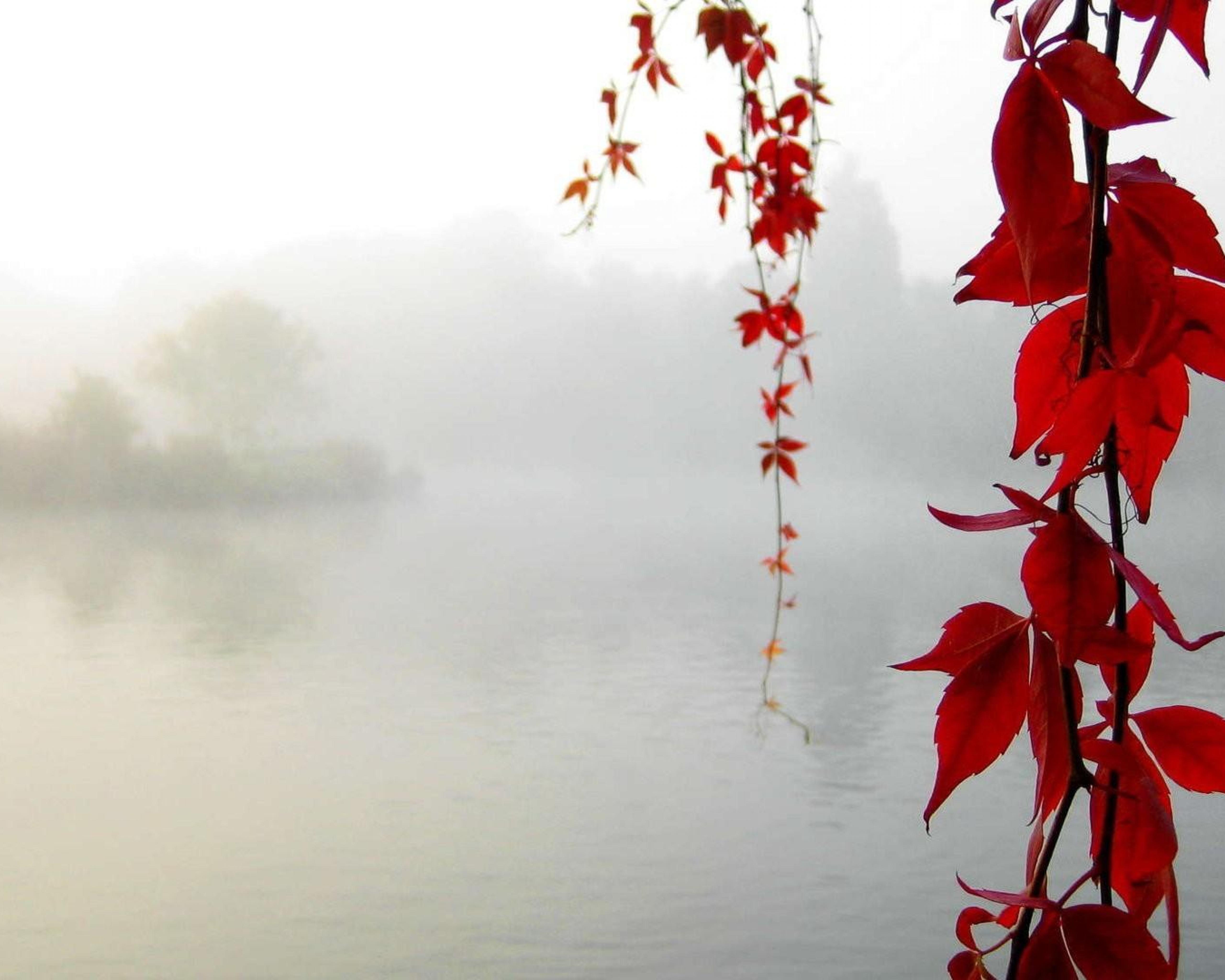 Mist Water Leaves Fall Nature HD Wallpaper, Desktop Background