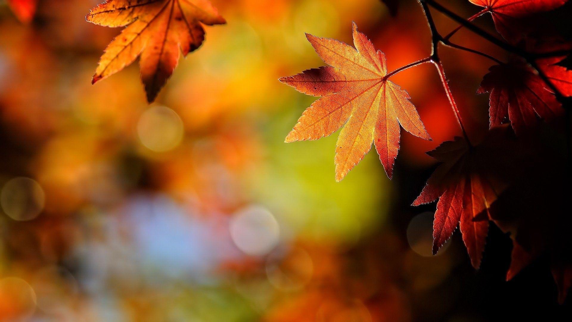 Leaves: Fall Maple Macro Field Leaves Depth Bokeh Amazing Nature HD
