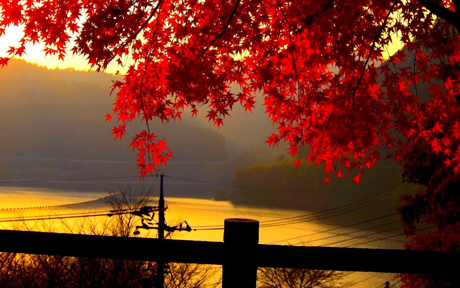 Beautiful autumn leaves picture for desktop. file
