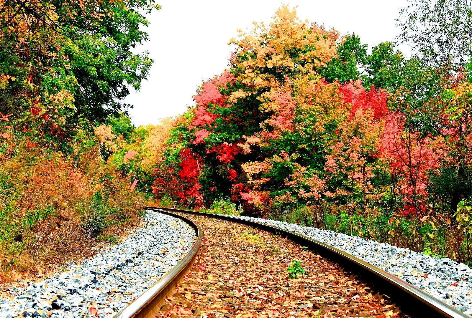 Leaves: Autumn Fall Leaves Color Seasons Forest Season Landscape