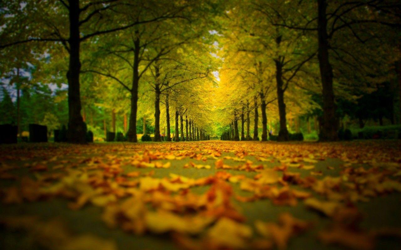 Other: Autumn Park Colorful Road Path Trees Fall Nature Forest