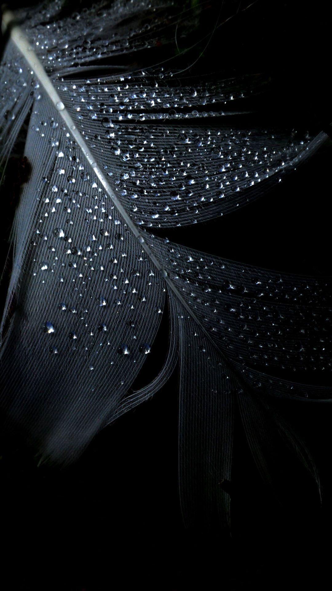 Black Feather Dew Drops Mysterious Android Wallpaper. Black