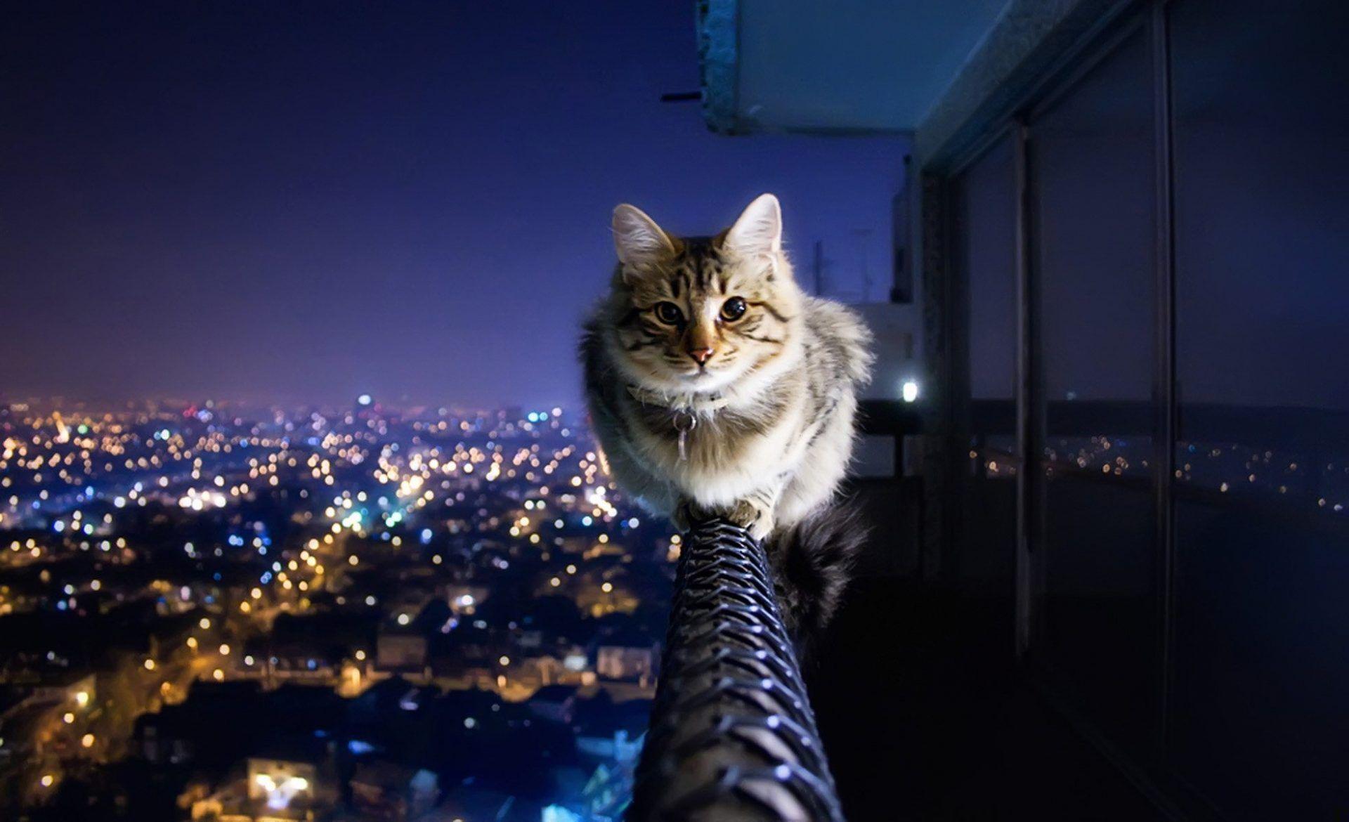 Animals Image 4k Background HD Picture cat in the city wallpaper