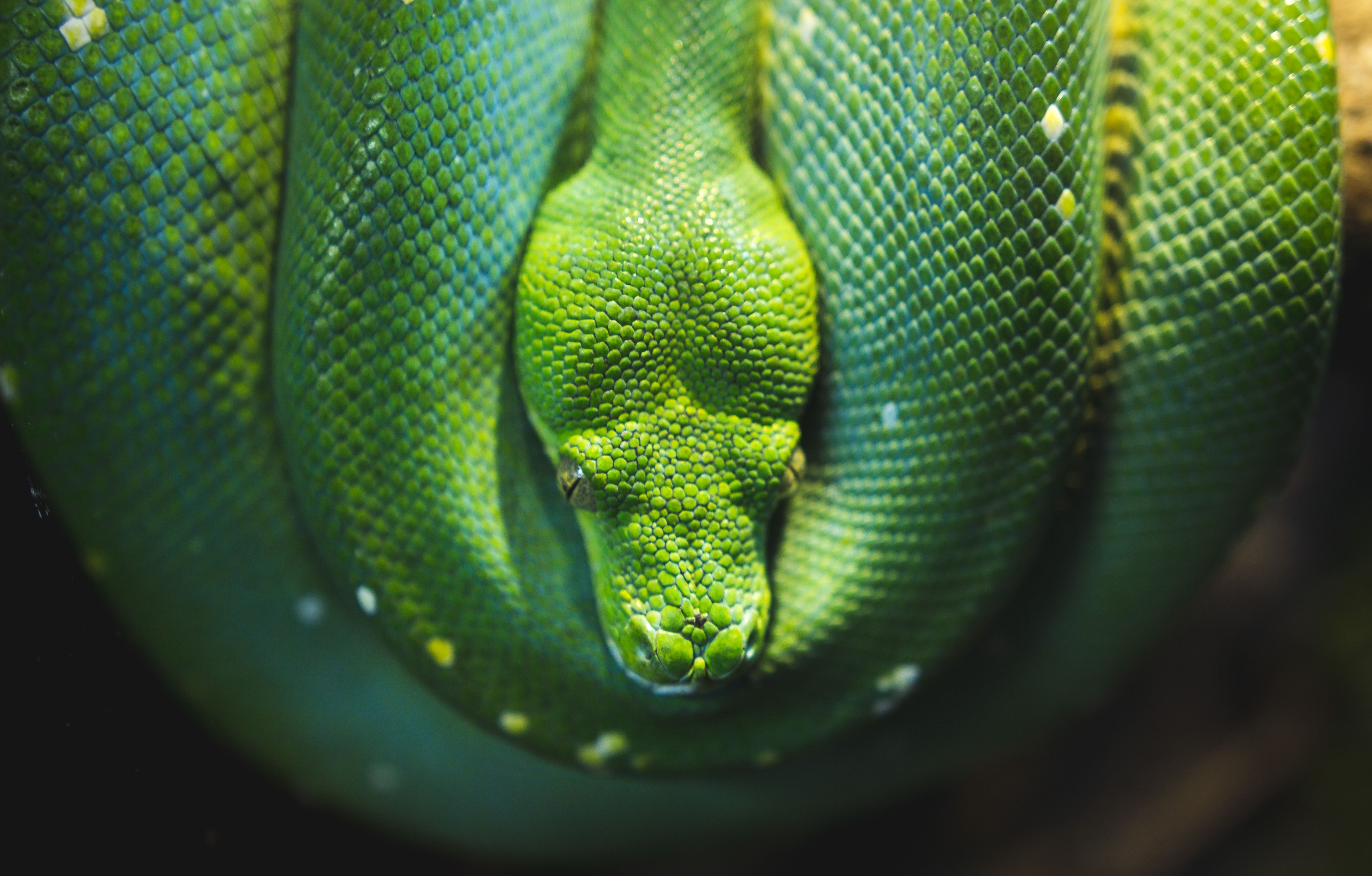 Snake Close Up Wallpaper 4K Background. HD Wallpaper Background