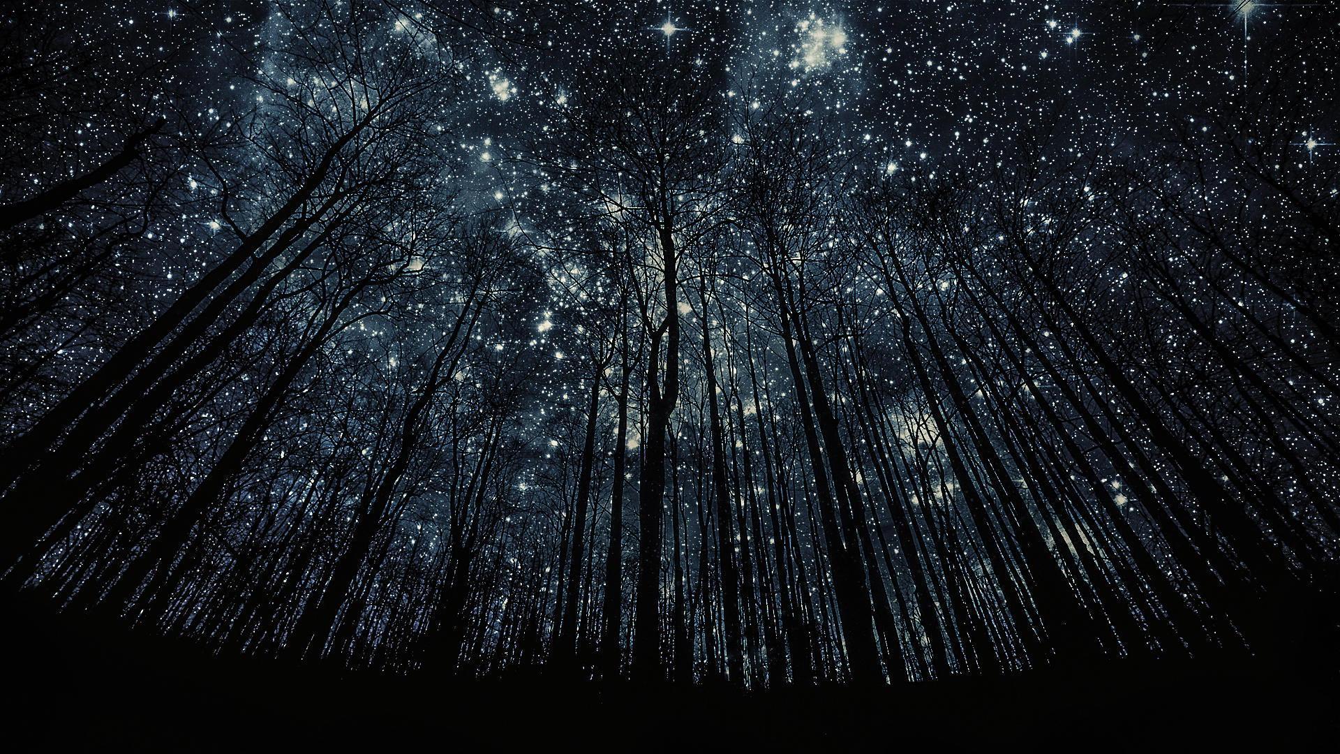 Photos Manipulation Forest Nigth Full Of Stars Background