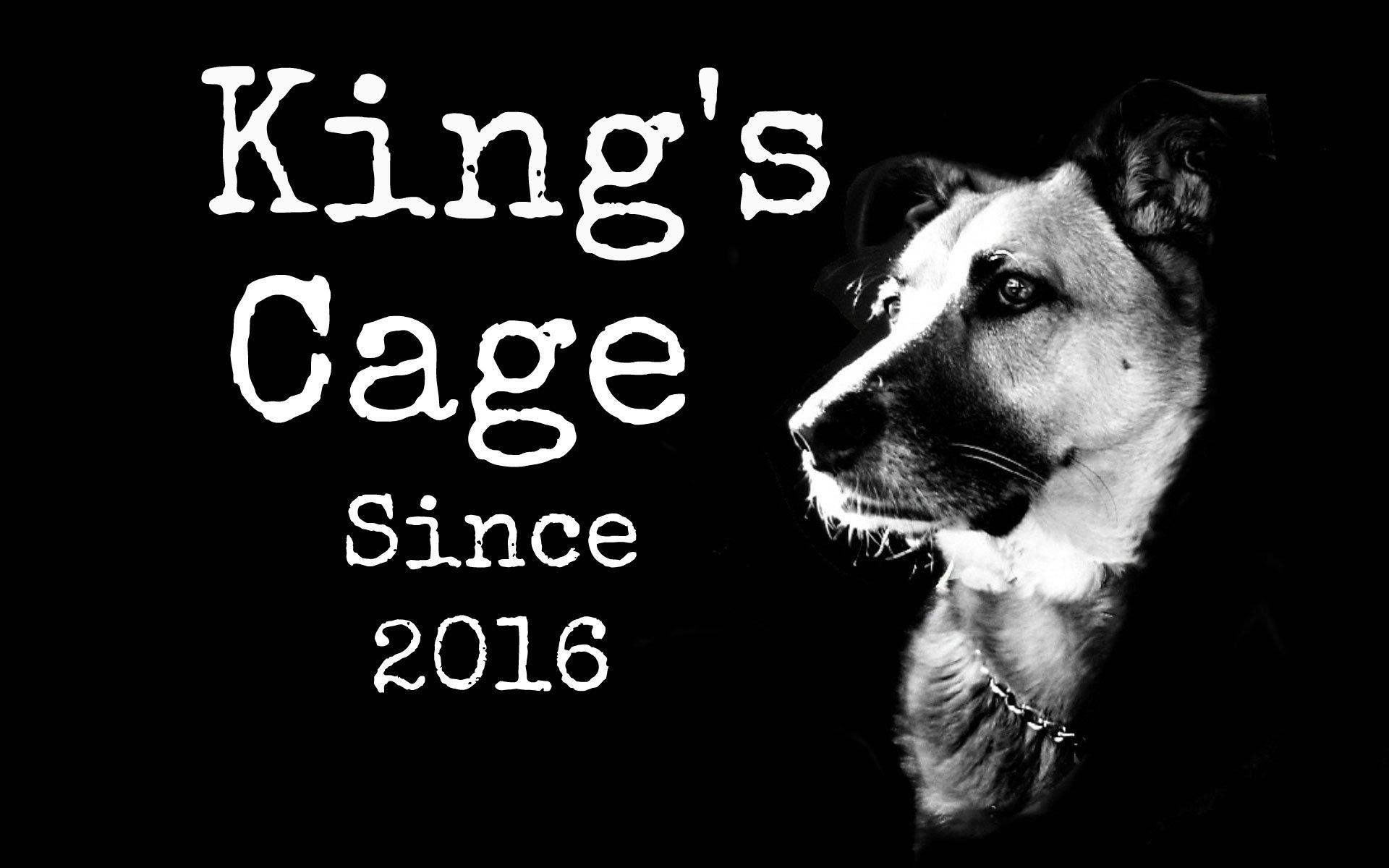 Desktop Background Dog Breed Pitbull Background Wallpaper