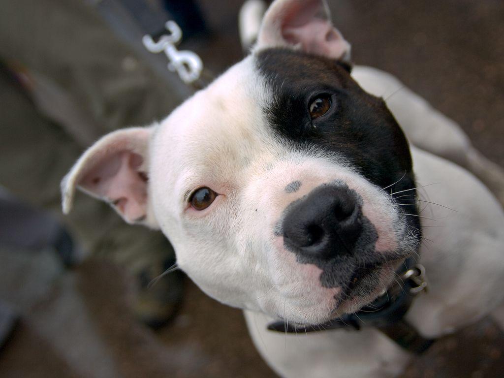 White Pitbull Dog Wallpaper For Android. • Dogs •. Dog