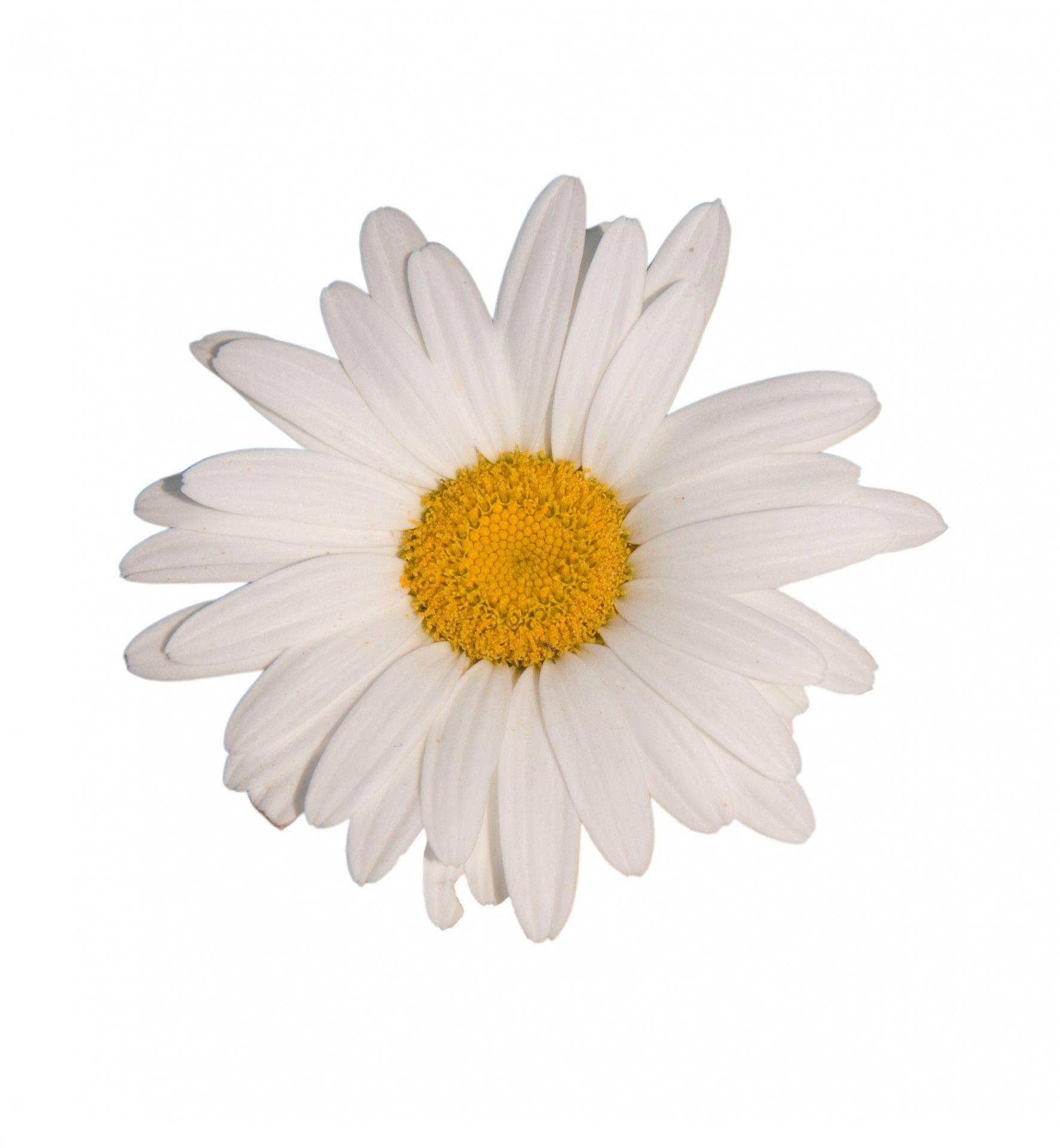 Daisy Flower White Background Free Domain Picture