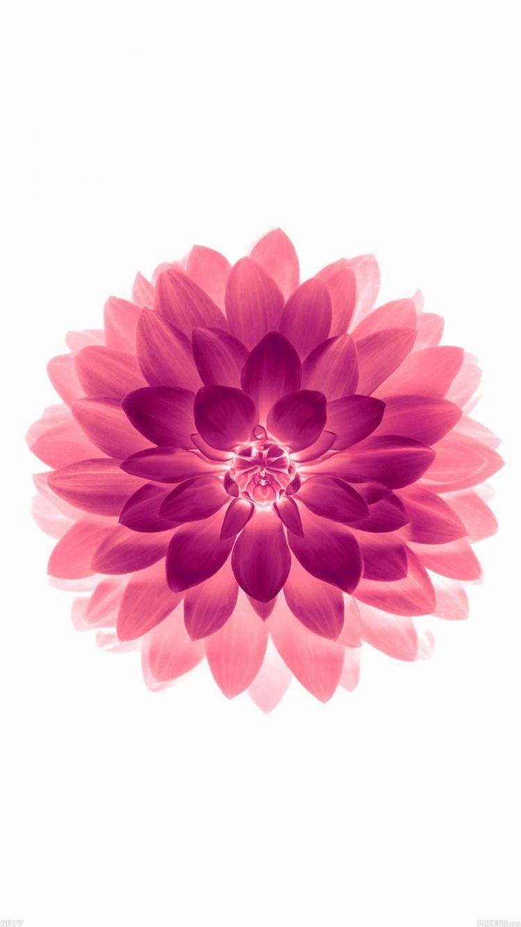 ↑↑TAP AND GET THE FREE APP! Nature Pink Flower White Stylish