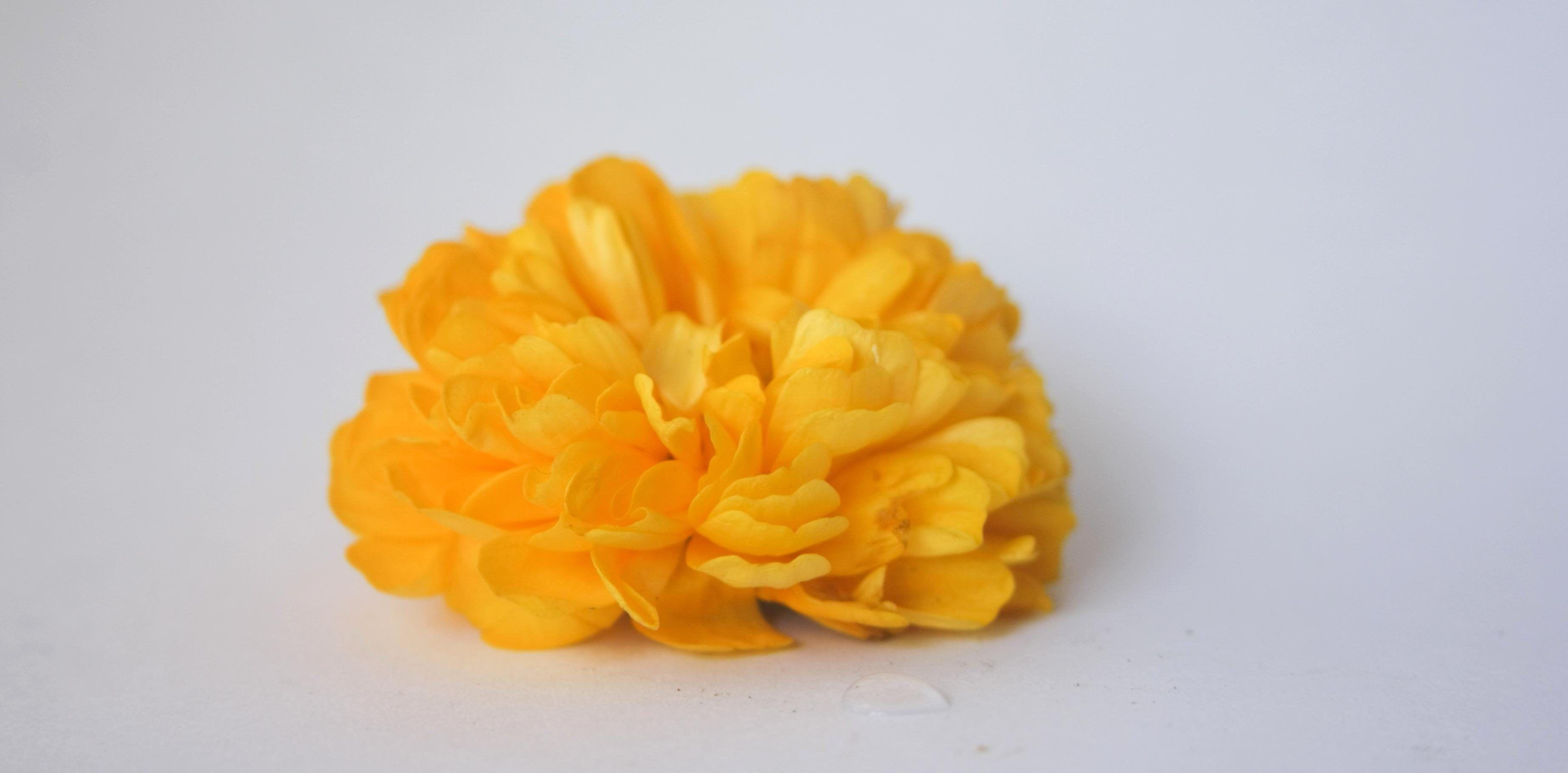 Free picture: yellow, flower, white background