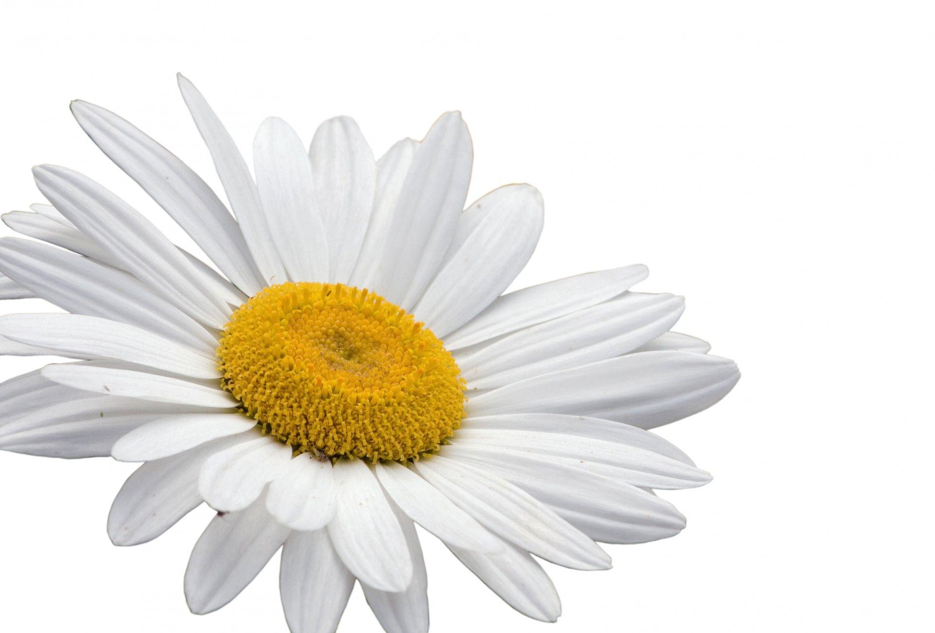 Daisy Flower White Background Free Domain Picture