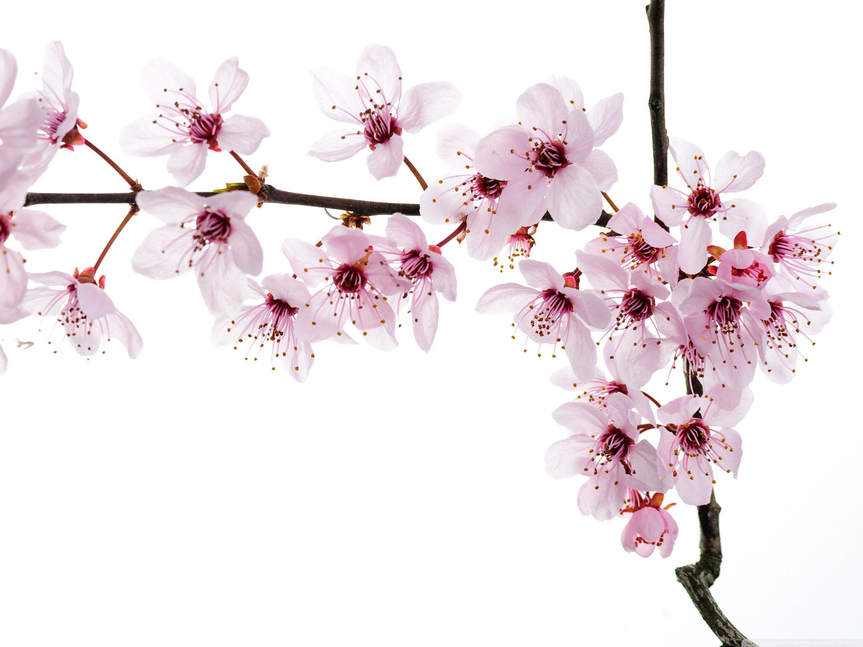 Spring Blooming Flowers ❤ 4K HD Desktop Wallpaper for 4K Ultra HD