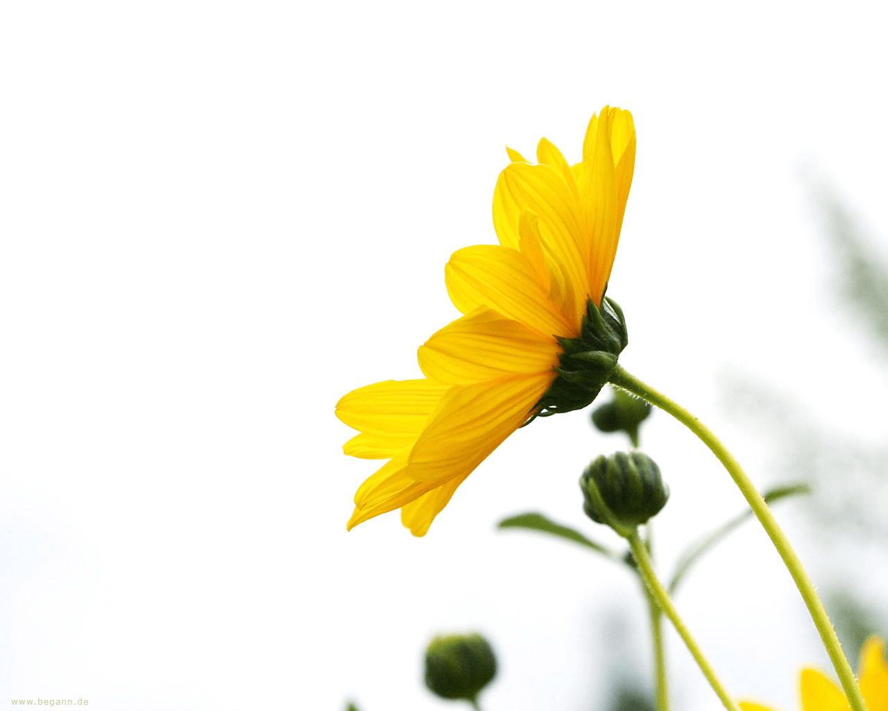 Yellow Flower on White Background