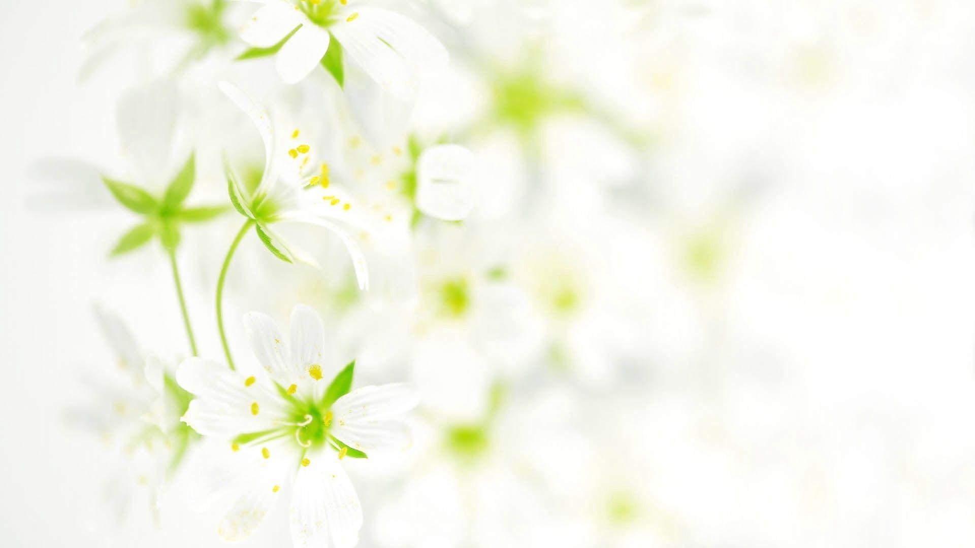 Download wallpaper 1920x1080 flowers, white, background, petals HD