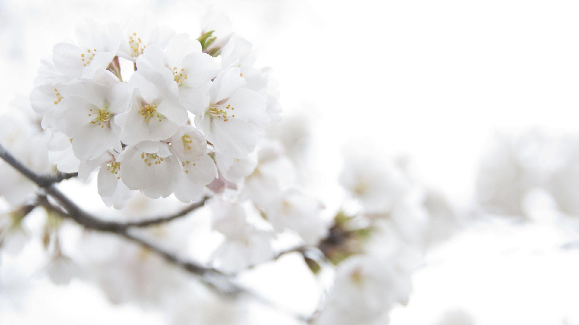 White Background Flowers HD