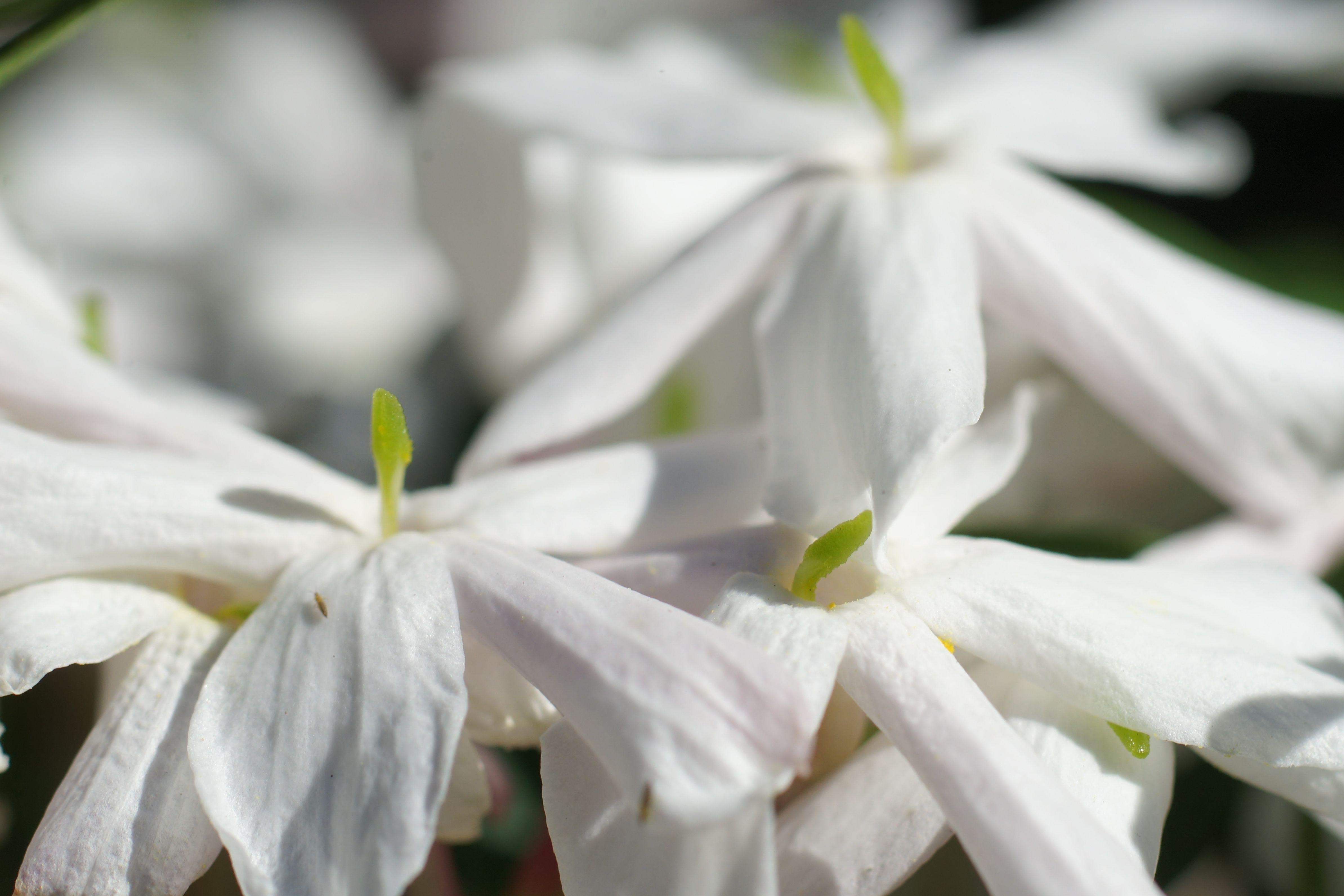 Two free photo of a white jasmine flowers