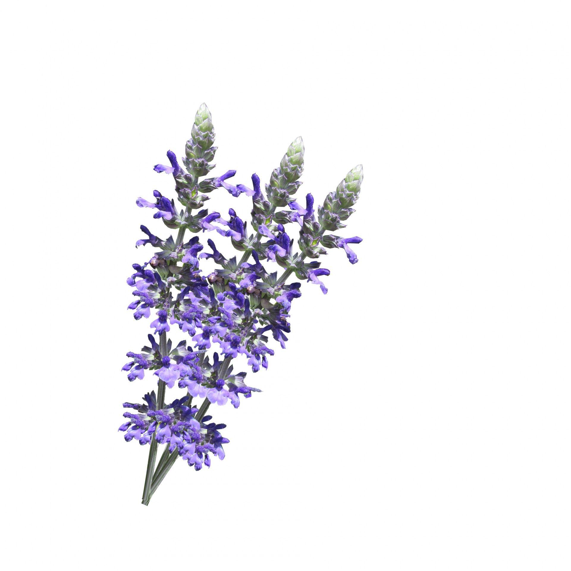 Lavender Flowers White Background Free Domain