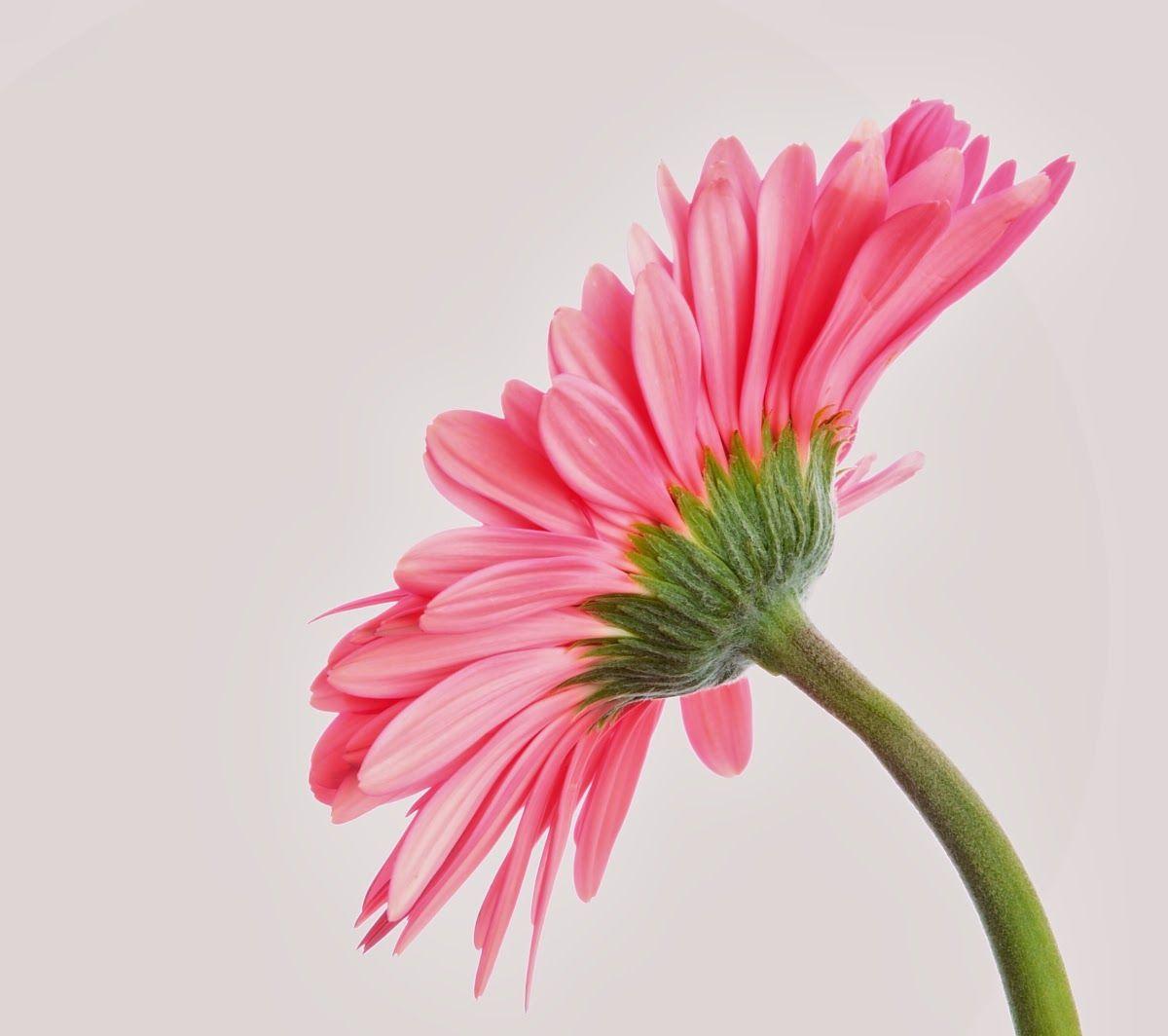 Photographing Flowers on White Background