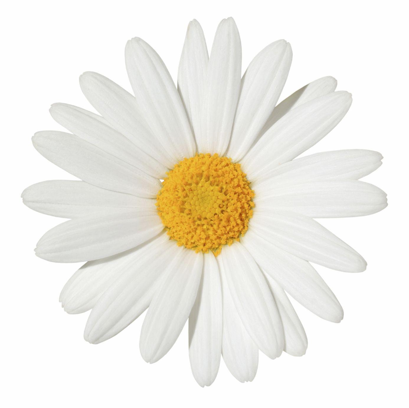 Daisy White Background Image. All White Background