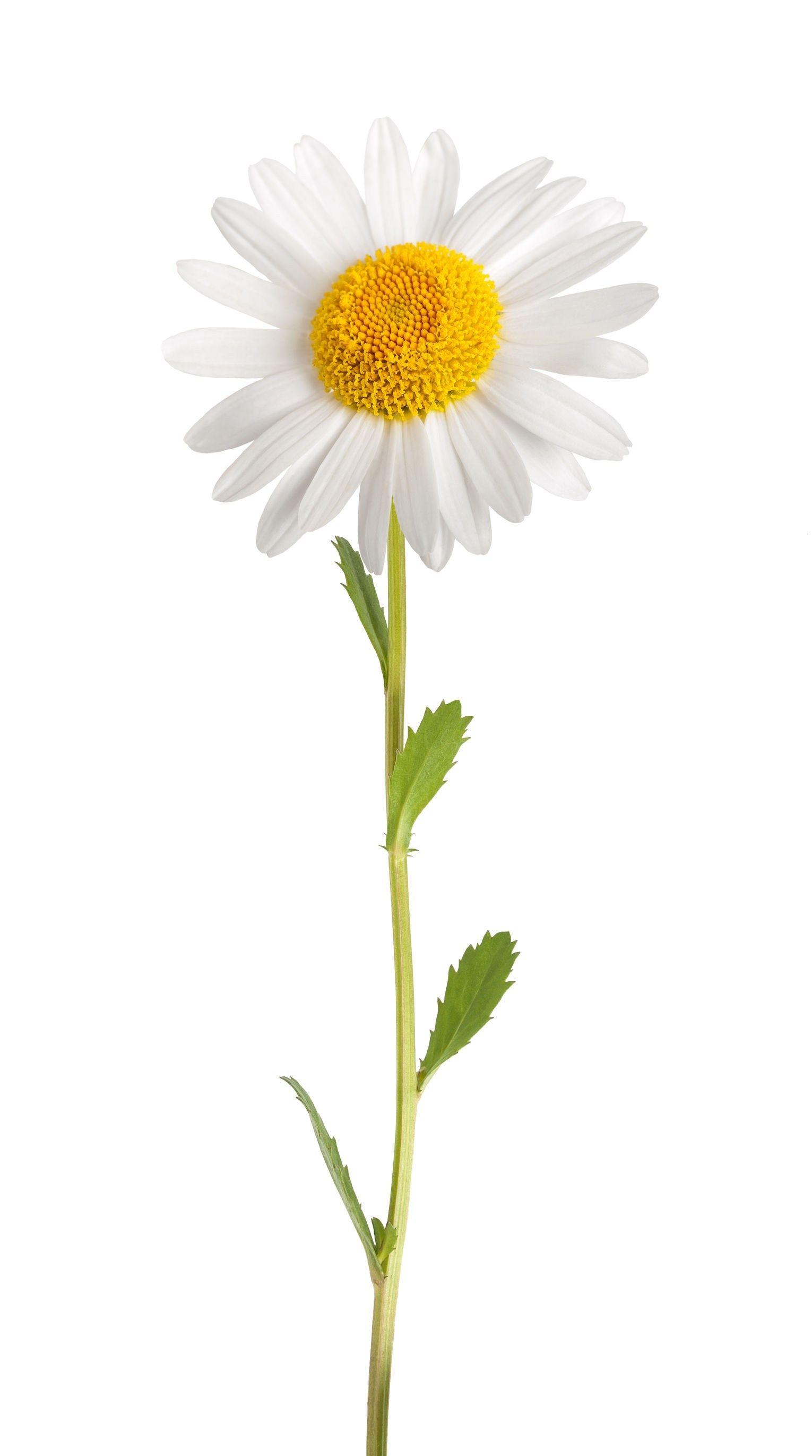 The Power Of Daisy Flower Extract pertaining to Daisy Flower White