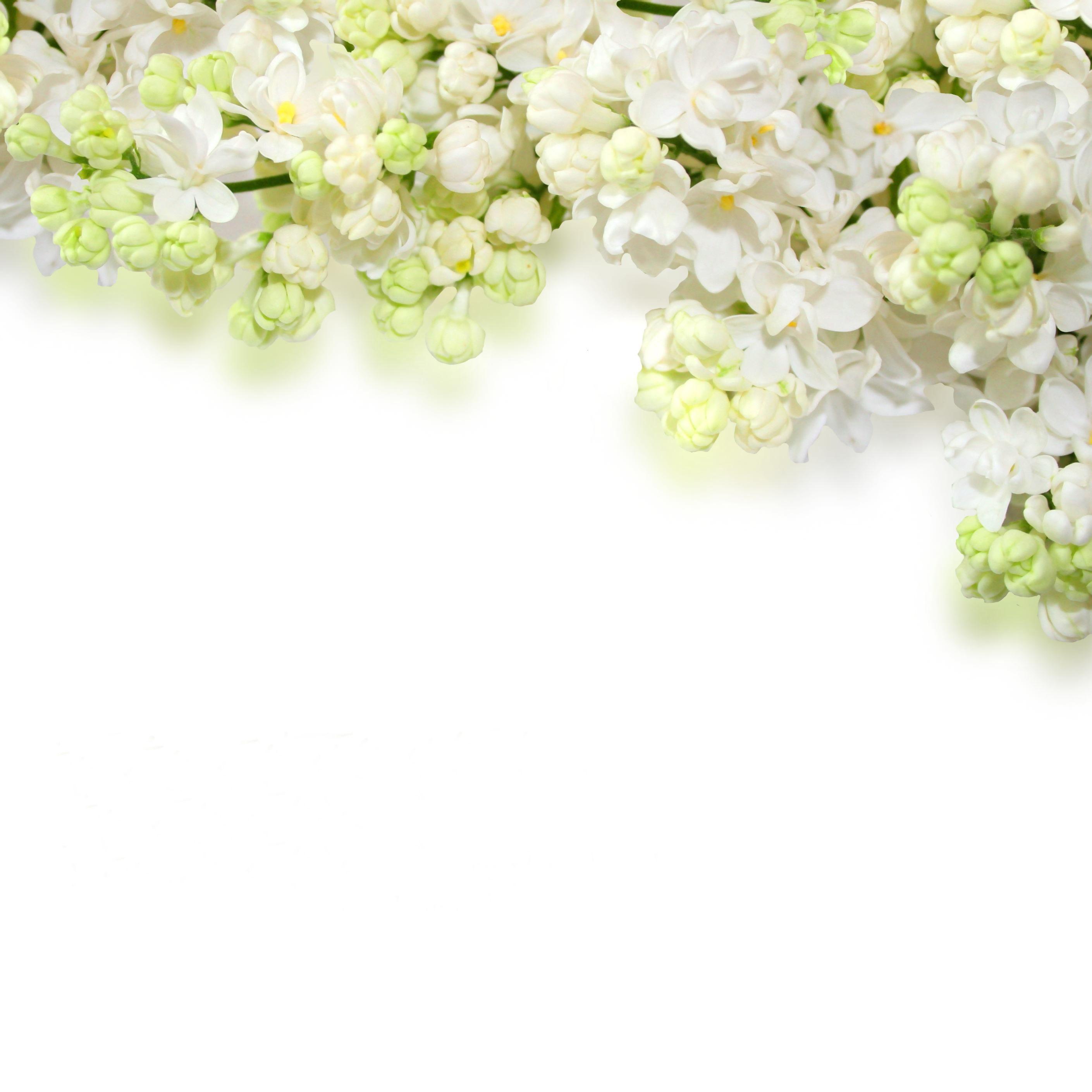 Delicate White Flowers Background​-Quality Free Image and Transparent PNG Clipart