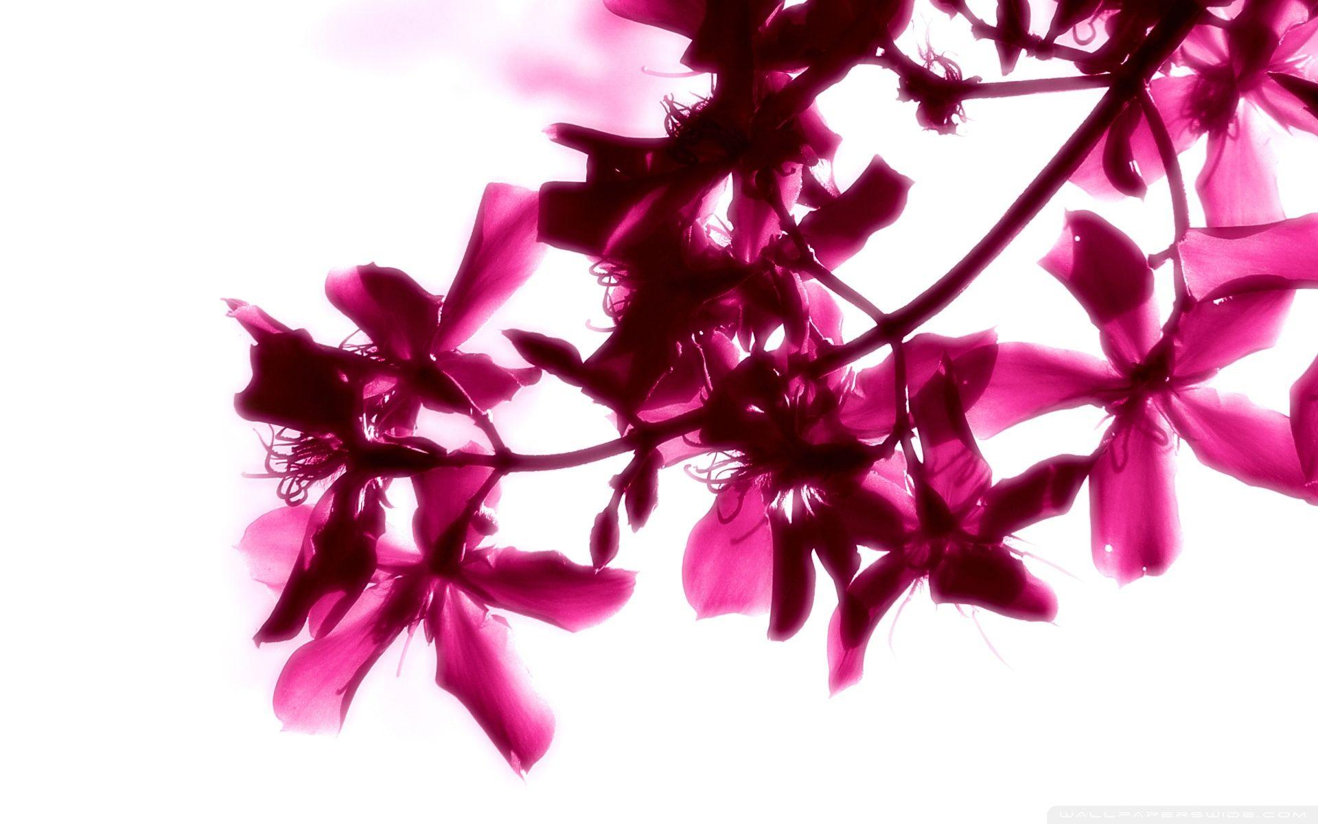 Pink Flowers On White Background ❤ 4K HD Desktop Wallpaper for 4K