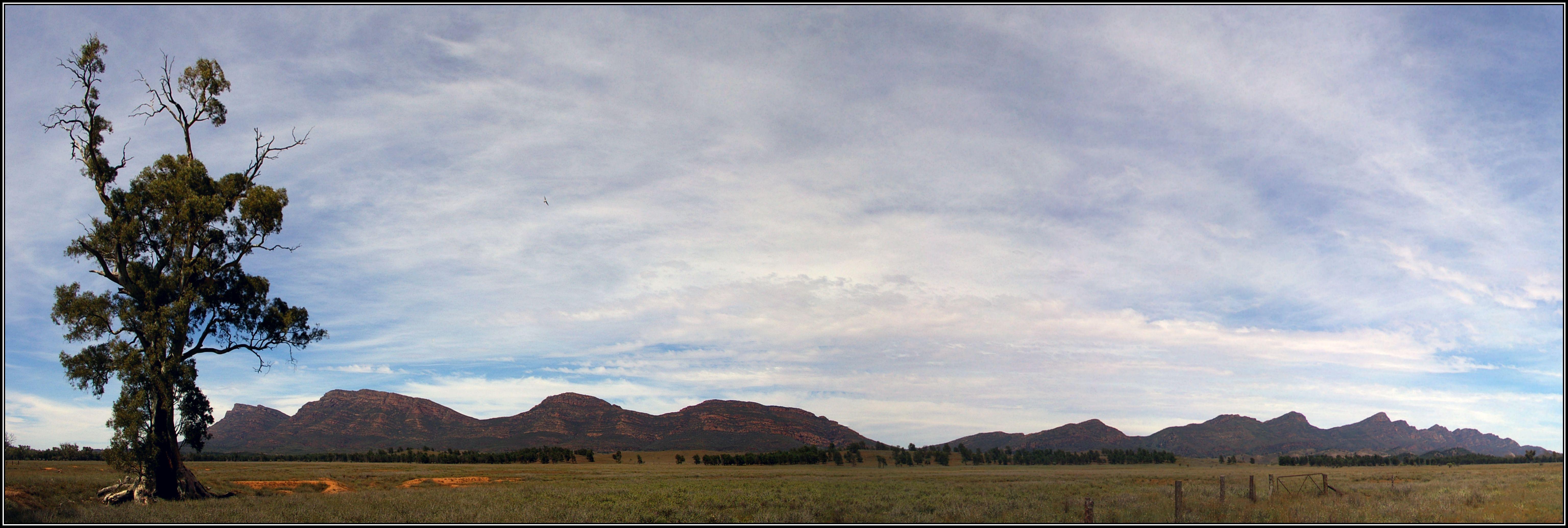 Panorama showing the Cazneaux Tree, with Wilpena Pound in
