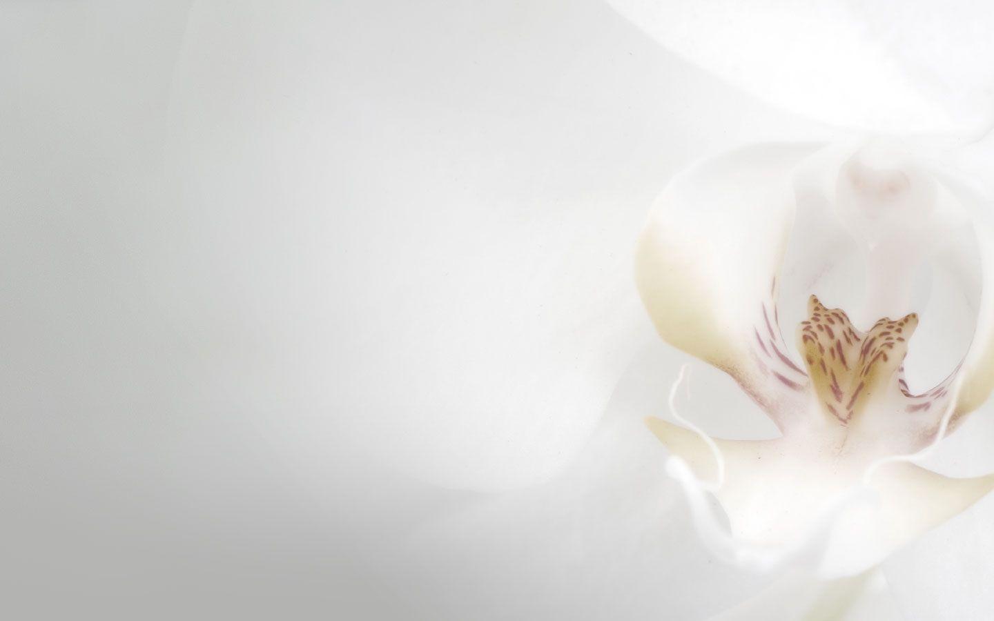 Free Wedding Background For PowerPoint PPT