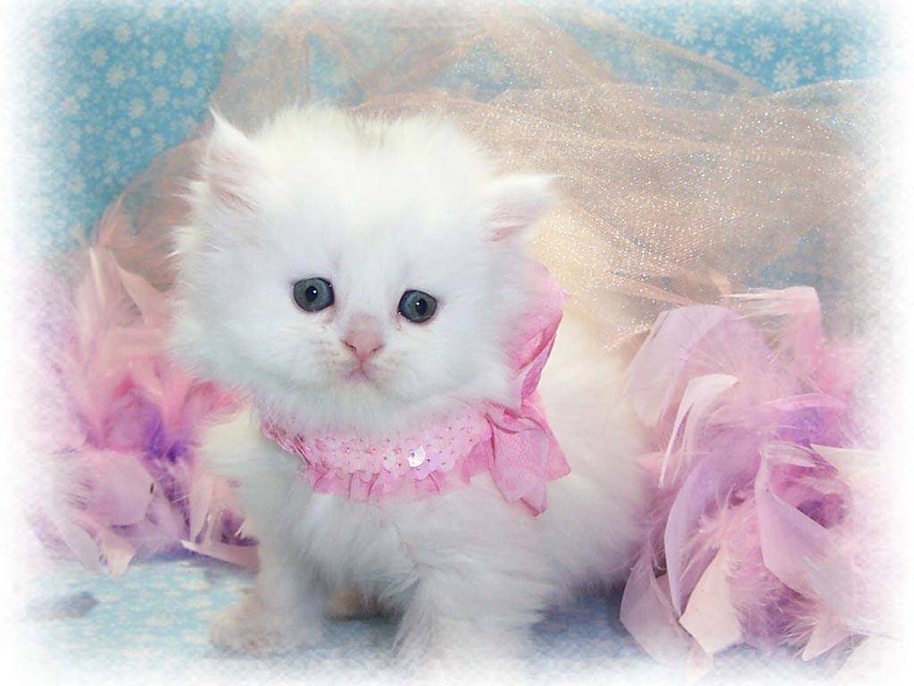 White Baby Cat Wallpapers - Wallpaper Cave