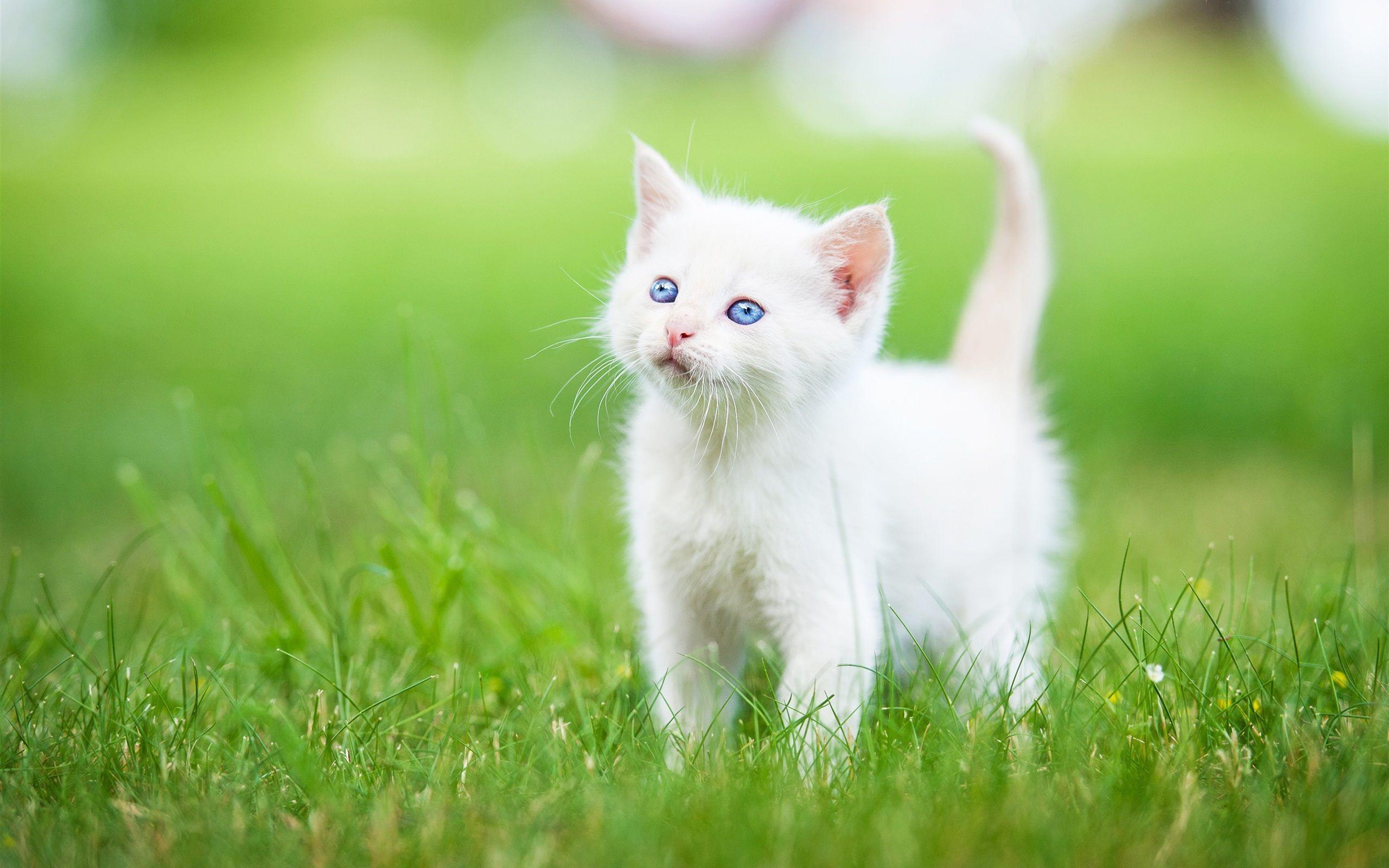 Persian (Kitten, Grass, White) HD Cat Wallpaper