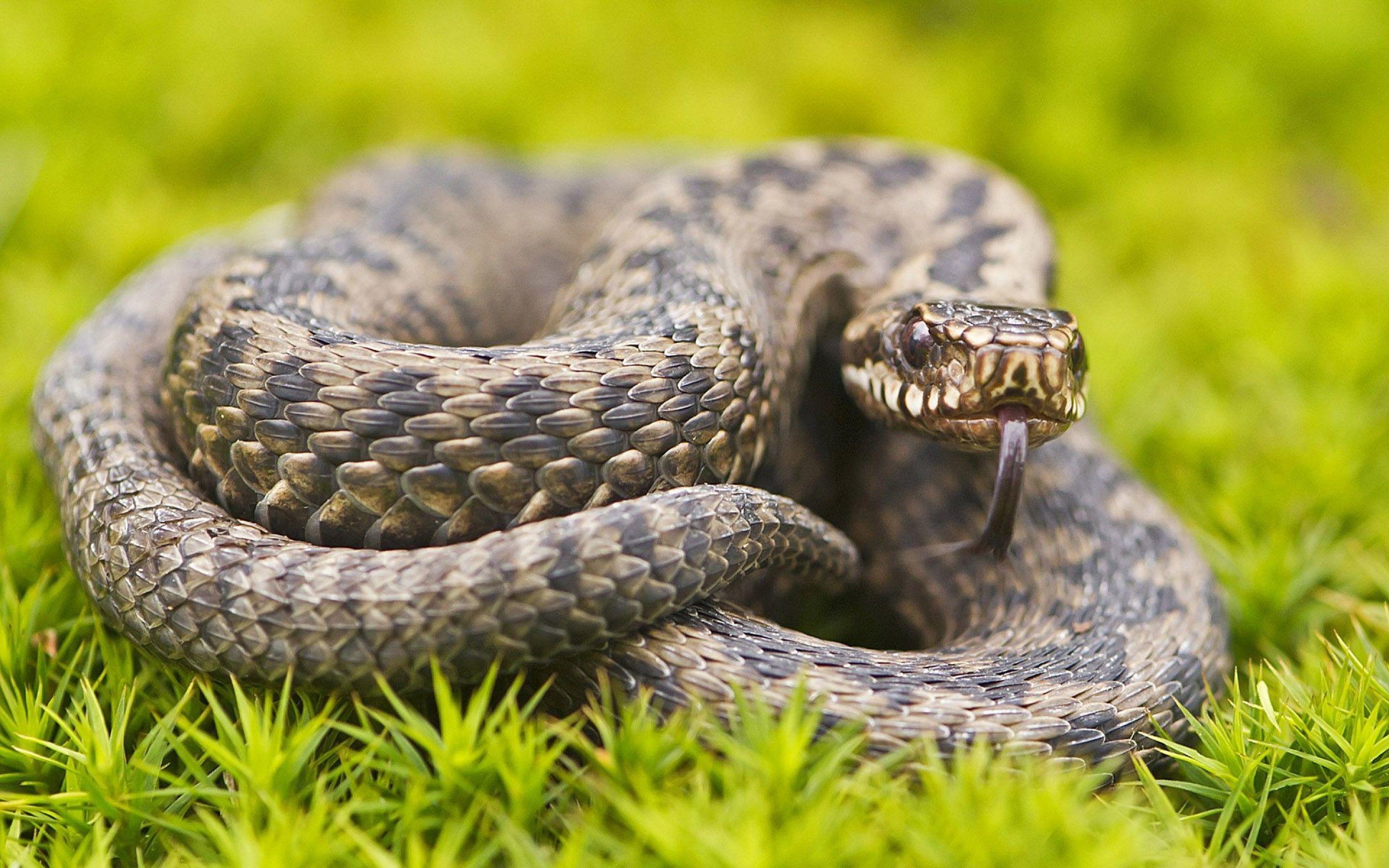 Grass Snake Wallpaper, 46 Desktop Image Of Grass Snake. Grass