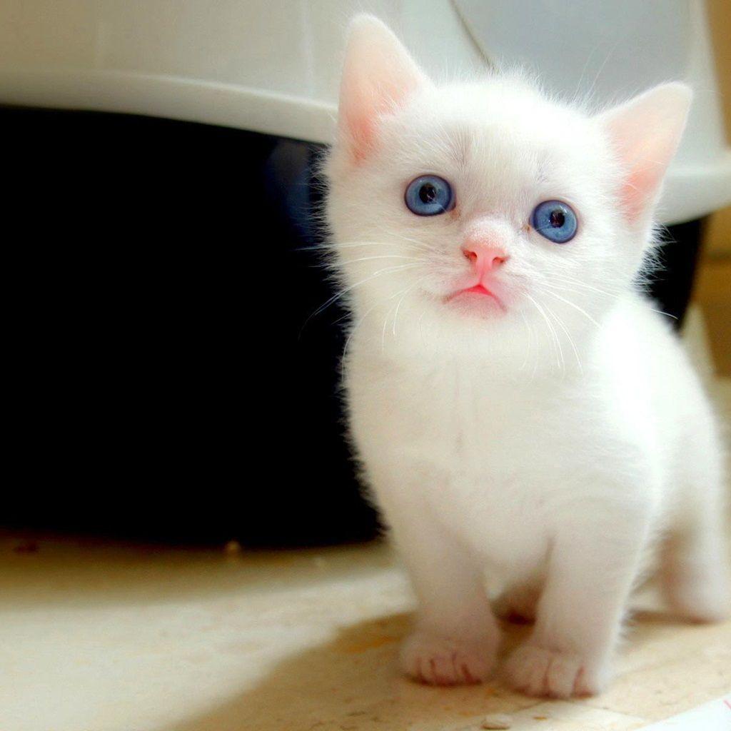 Little cute kitten starring the camera. Super cute white kitty